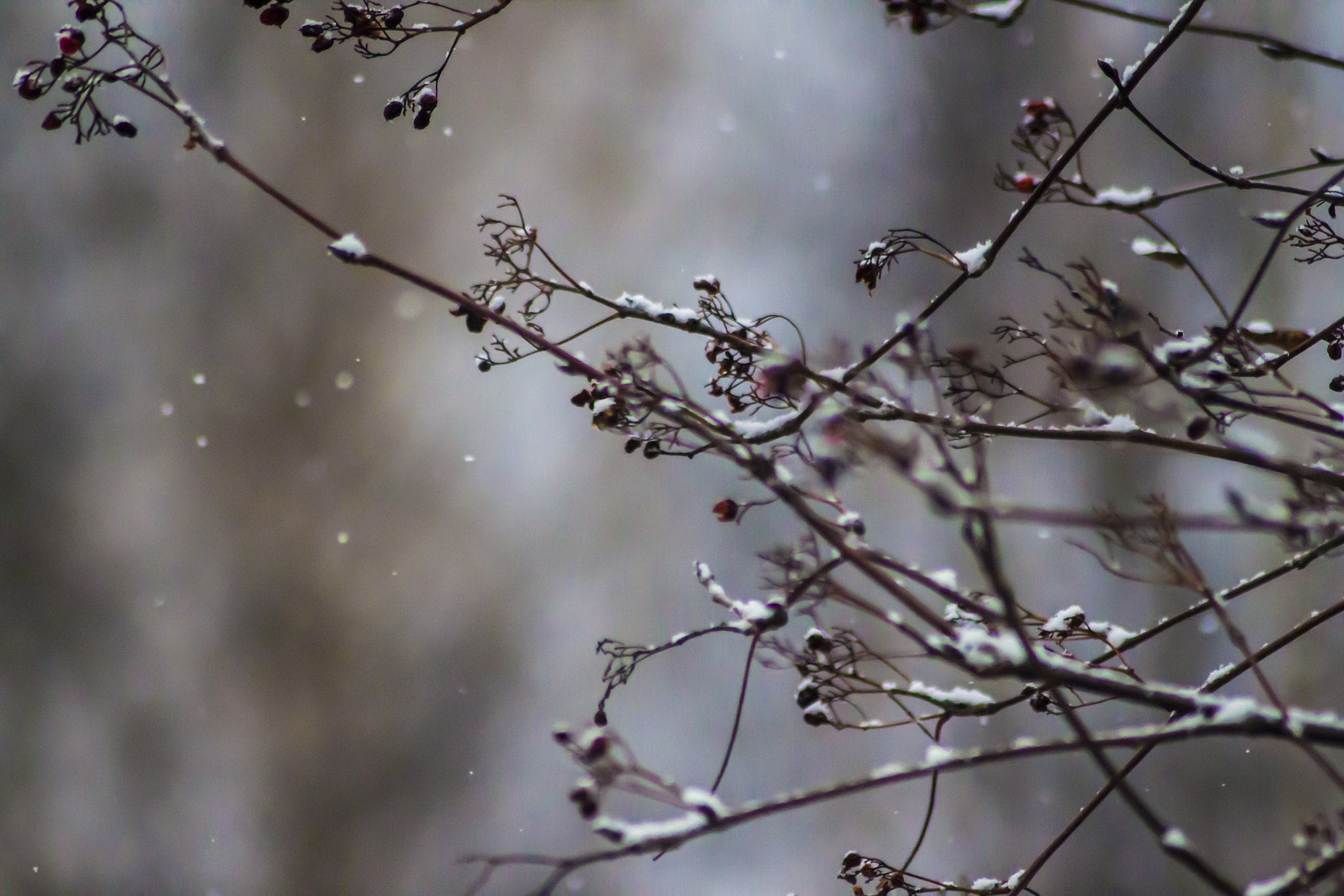 Canon EOS 500D (EOS Rebel T1i / EOS Kiss X3) sample photo. Winter is coming photography