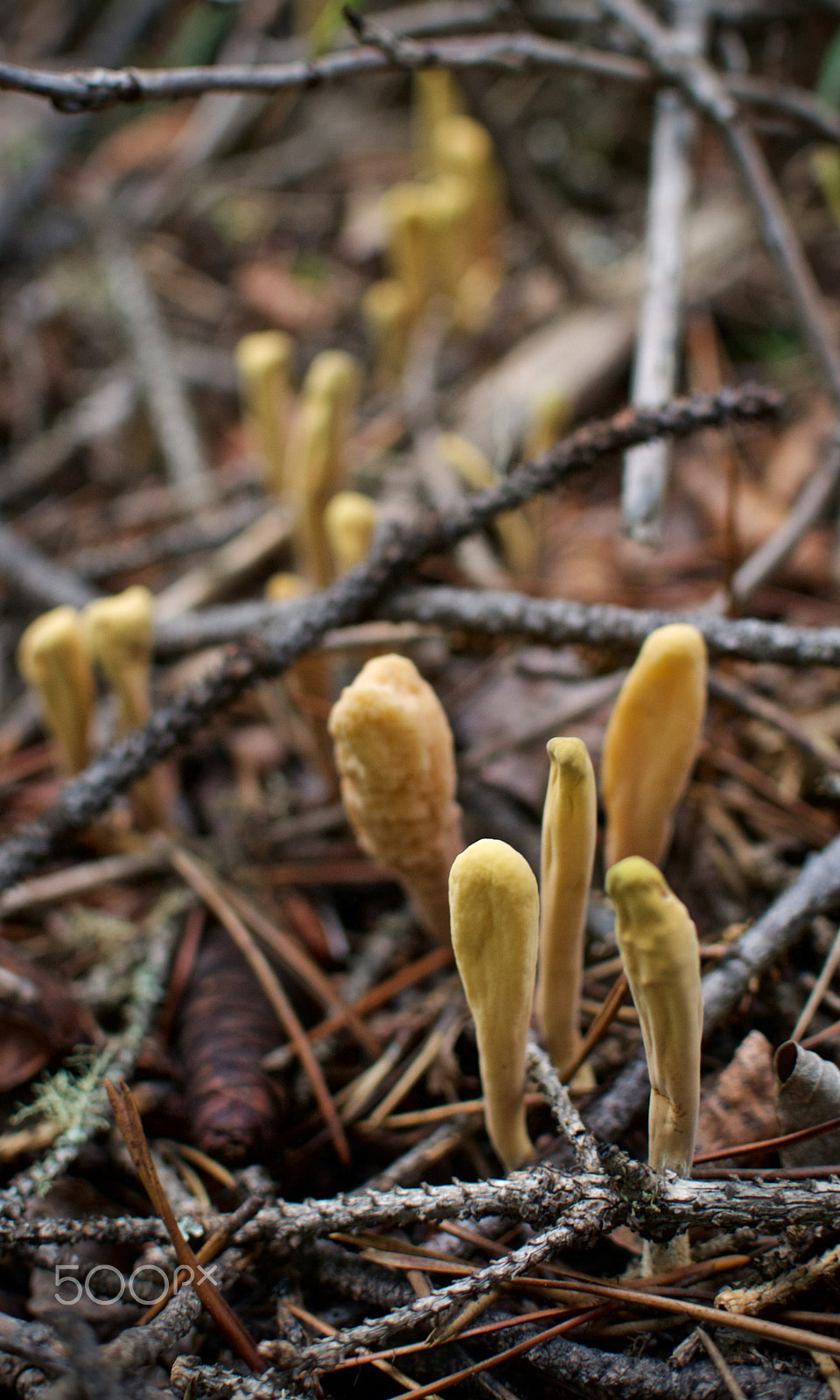 Nikon 1 J2 sample photo. Mushrooms underfoot photography