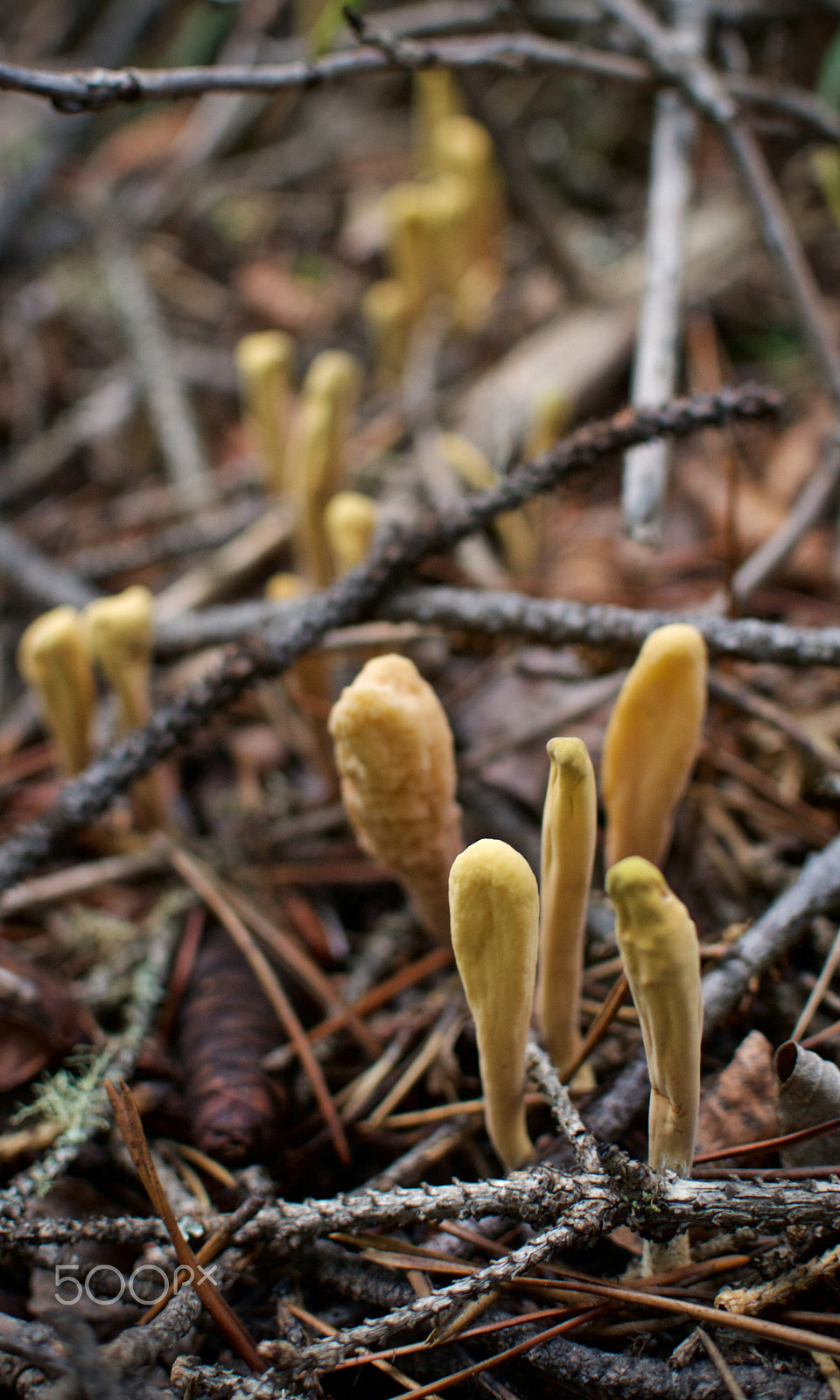 Nikon 1 Nikkor 18.5mm F1.8 sample photo. Mushrooms underfoot photography