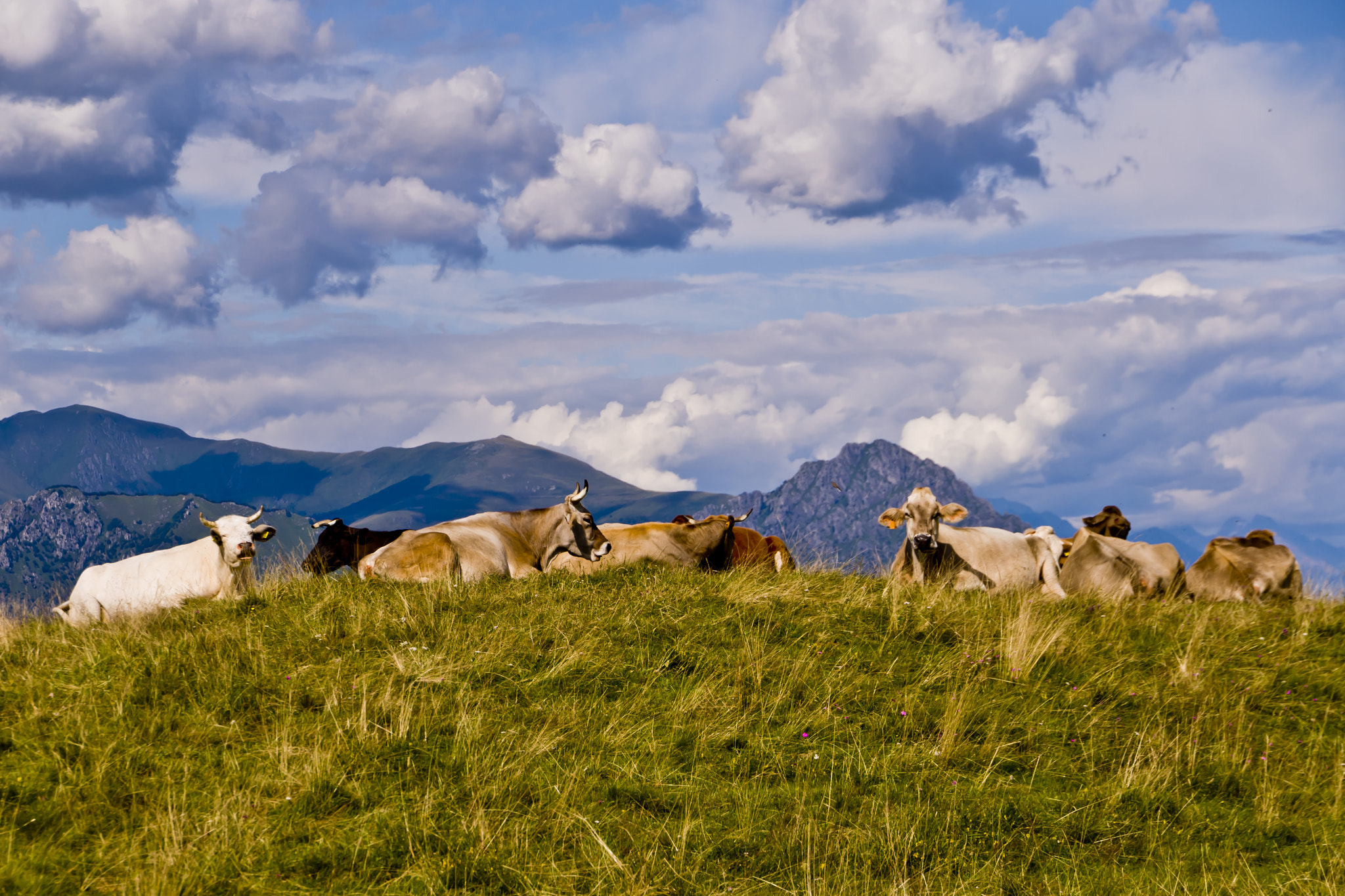 Nikon D5000 sample photo. Cows portrait photography