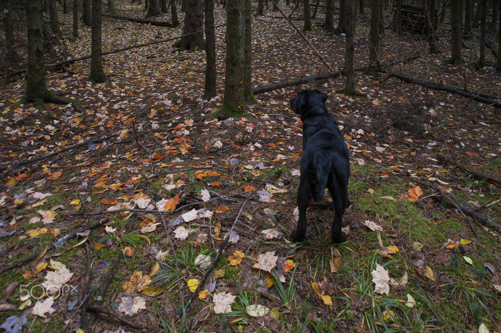 Minolta/Sony AF 24-105mm F3.5-4.5 (D) sample photo. A walk in the woods with bella photography