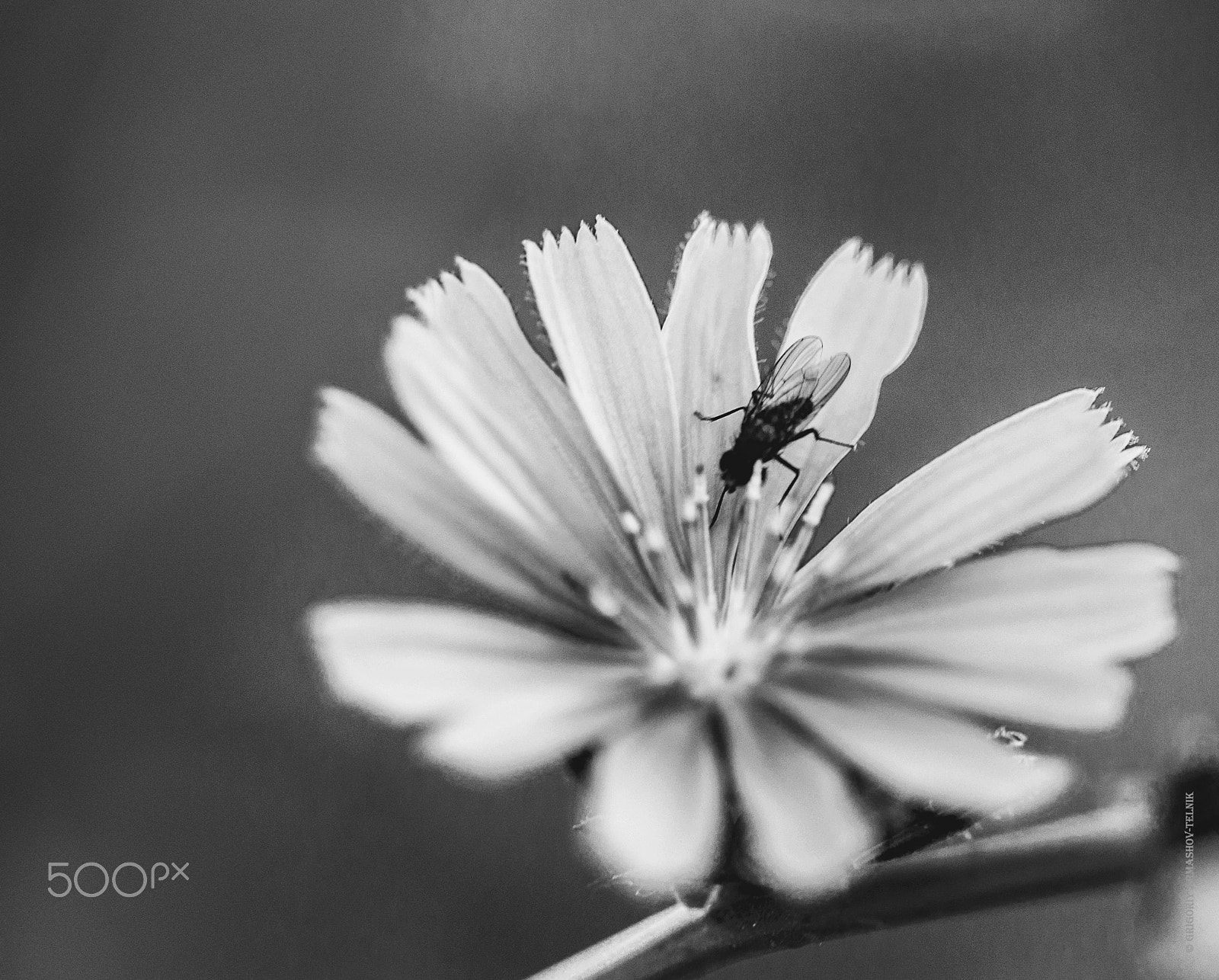 Sigma 105mm F2.8 EX DG OS HSM sample photo. Chicory and fly photography