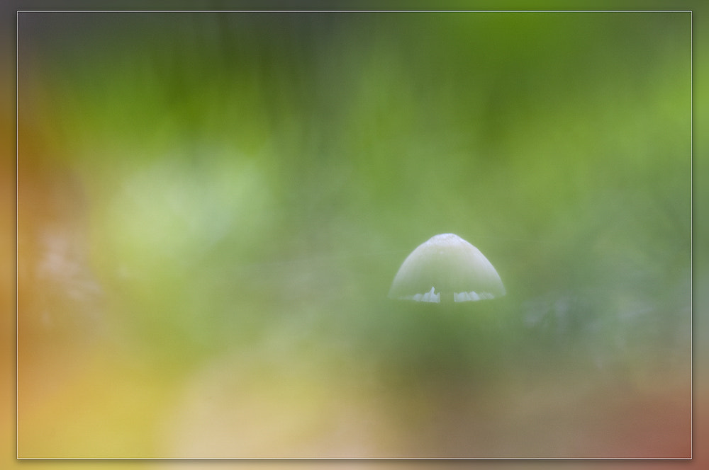 Sigma 150mm F2.8 EX DG OS Macro HSM sample photo. Pado photography
