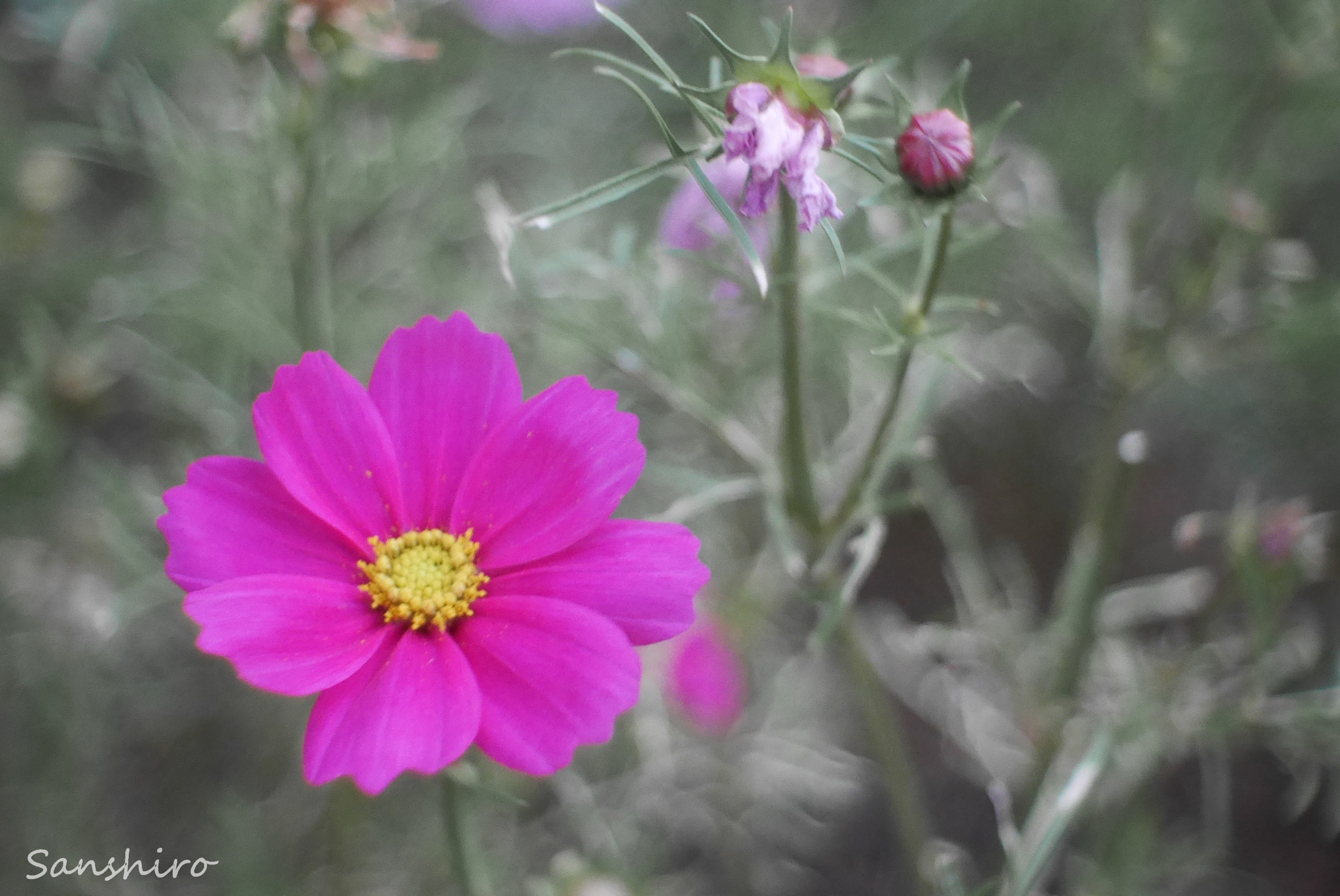 Panasonic Lumix DMC-GX7 sample photo. Cosmos photography