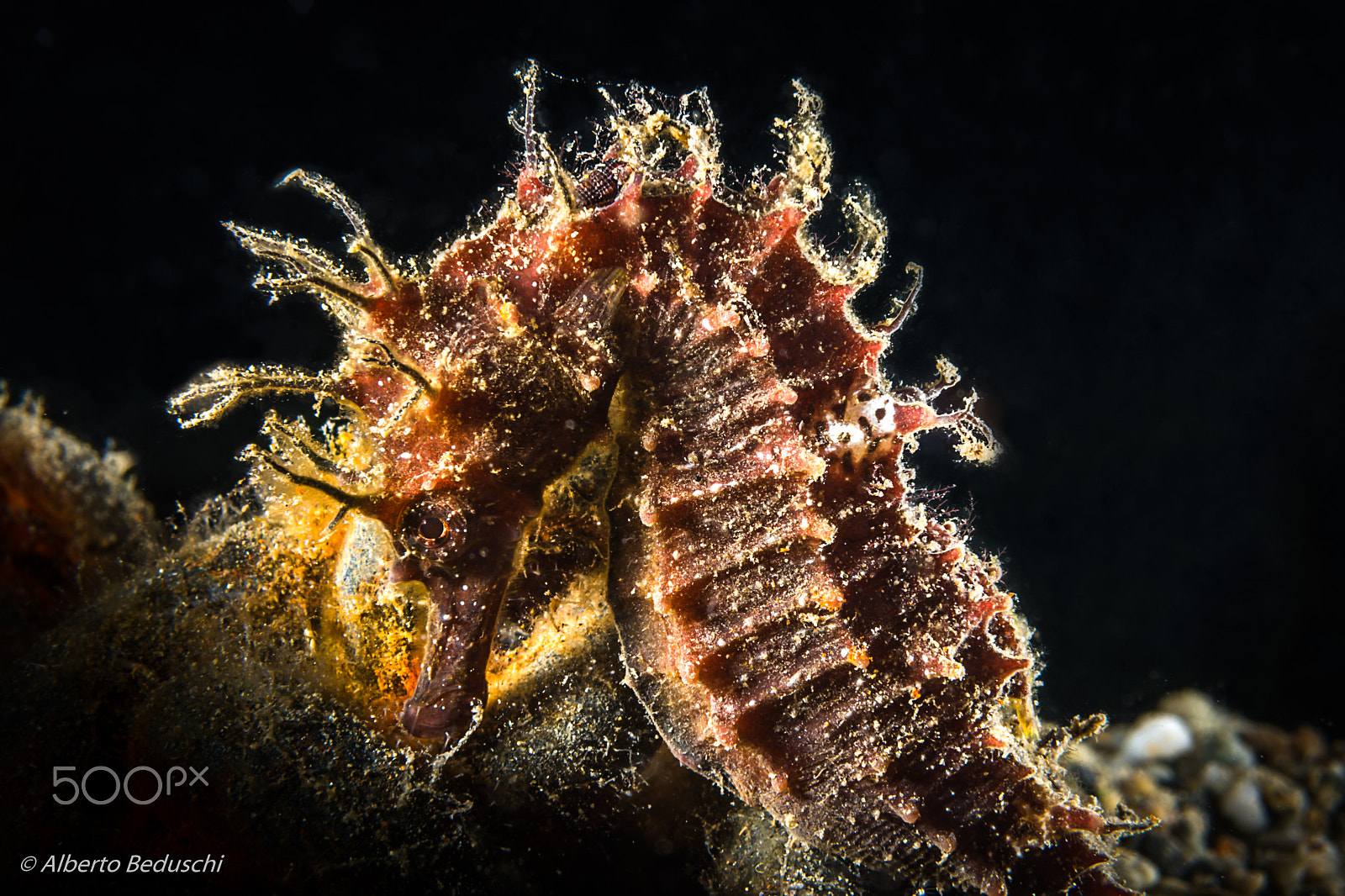 Nikon AF-S Micro-Nikkor 60mm F2.8G ED sample photo. Italian sea horse photography