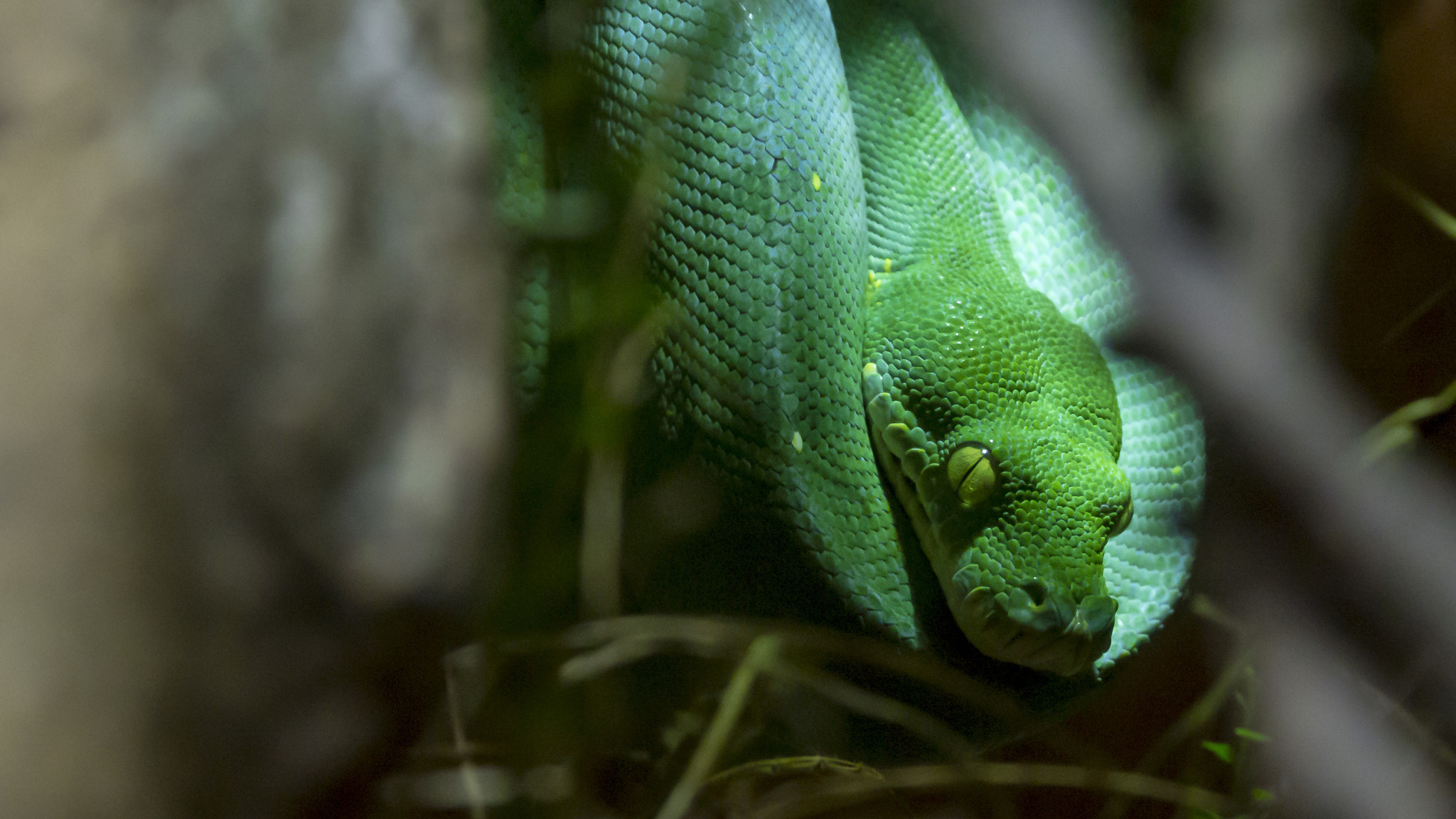 Panasonic Lumix DMC-GH2 sample photo. Green snake photography