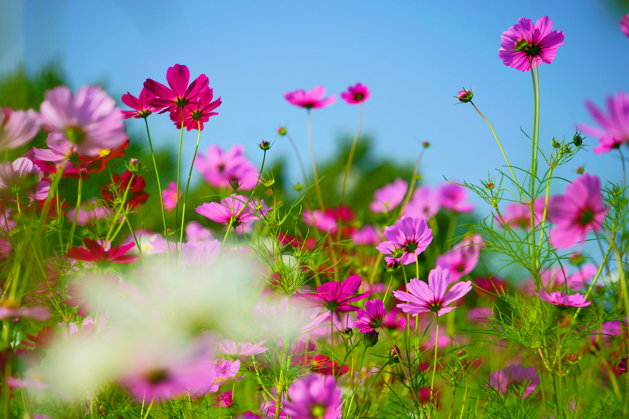 Sony FE 24-240mm F3.5-6.3 OSS sample photo. コスモス photography