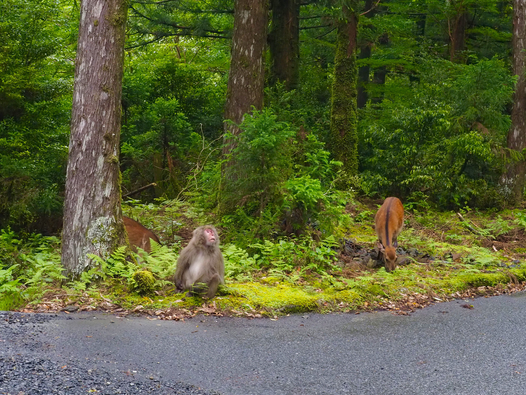 Olympus M.Zuiko Digital ED 14-150mm F4-5.6 sample photo. Wild life in yakushima island photography