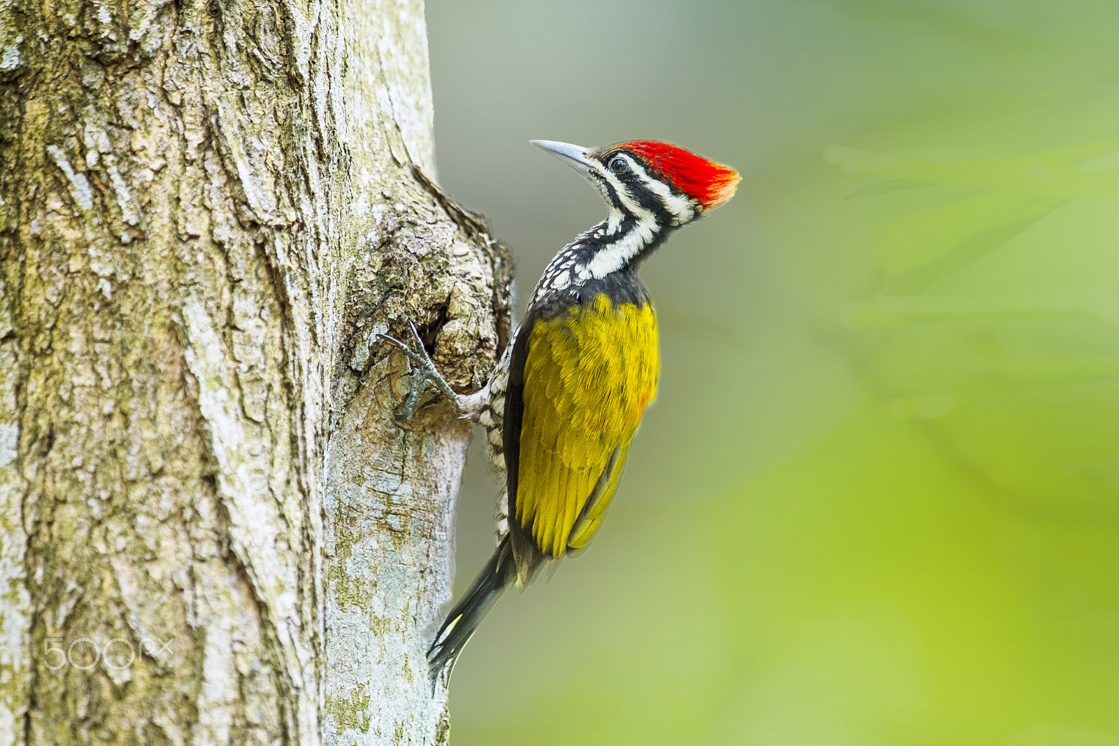 Nikon D4 + Nikon AF-S Nikkor 400mm F2.8G ED VR II sample photo. Flame backed woodpecker photography