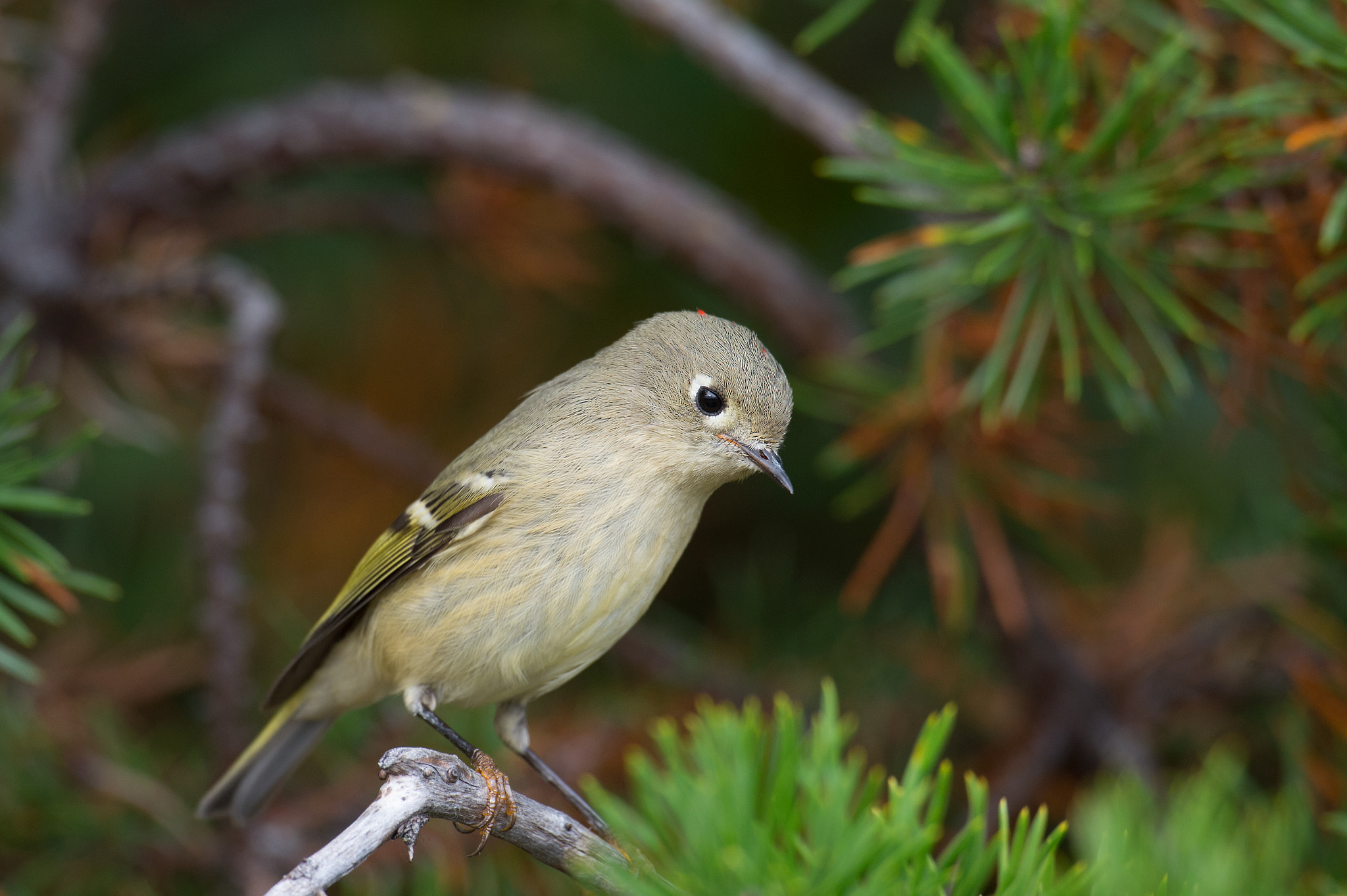 Nikon D4 sample photo. Roitelet a couronne rubis,  ruby-crowned kinglet. photography