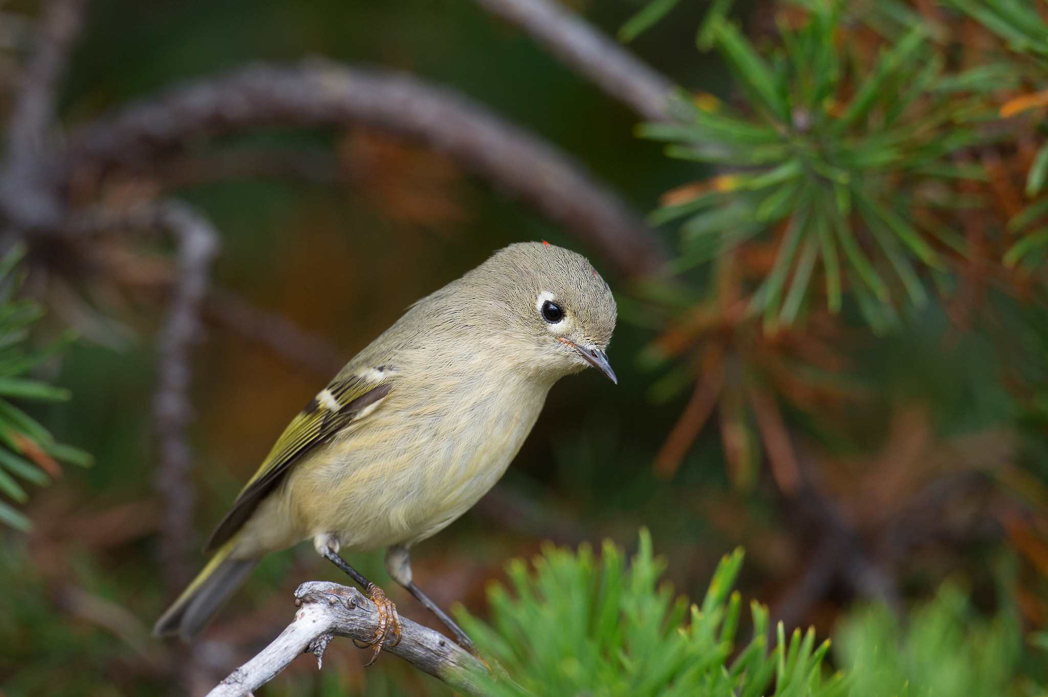 Nikon AF-S Nikkor 800mm F5.6E FL ED VR sample photo. Roitelet a couronne rubis,  ruby-crowned kinglet. photography
