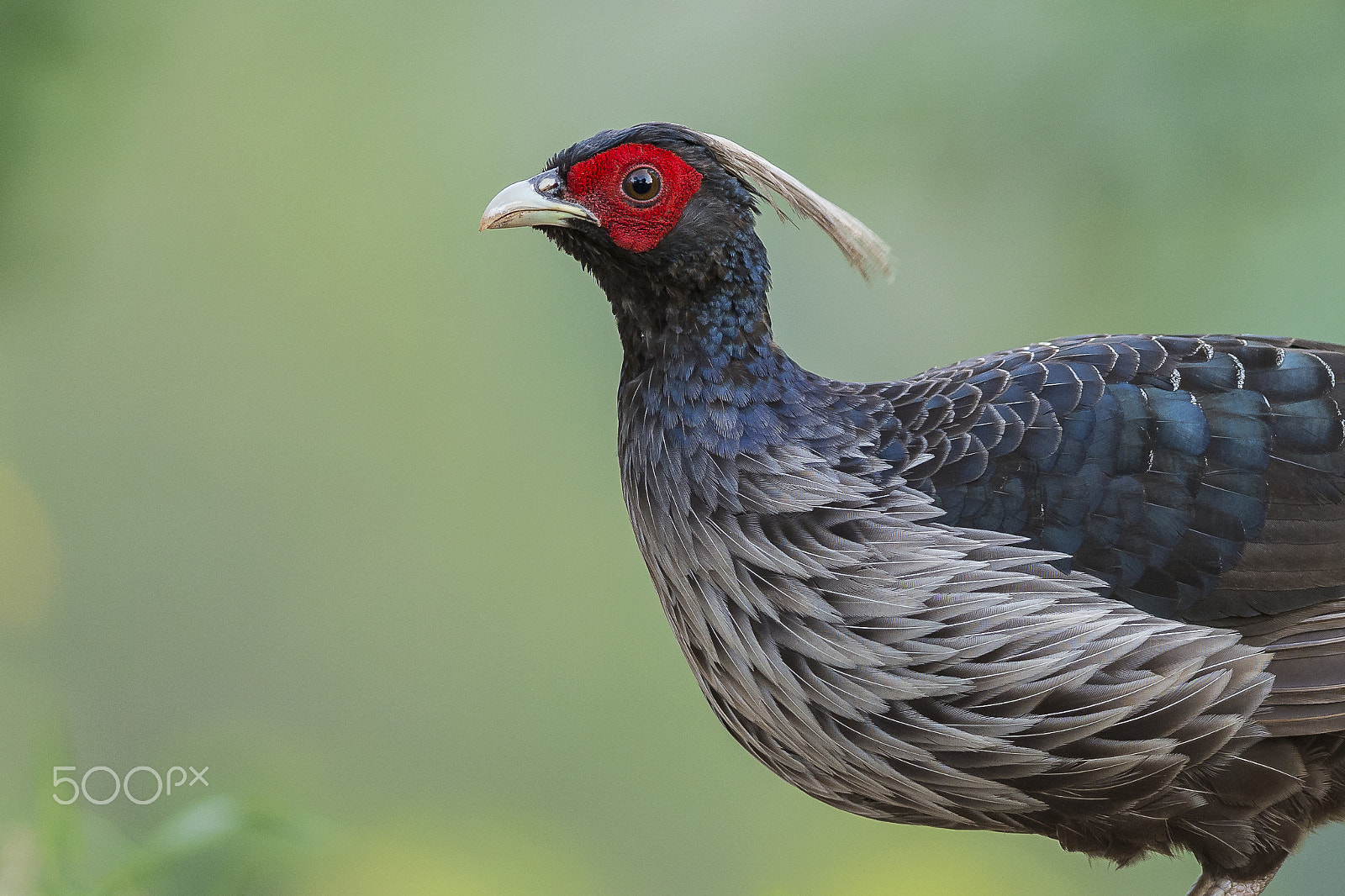 Nikon AF-S Nikkor 300mm F2.8G ED VR II sample photo. Kalij pheasant photography