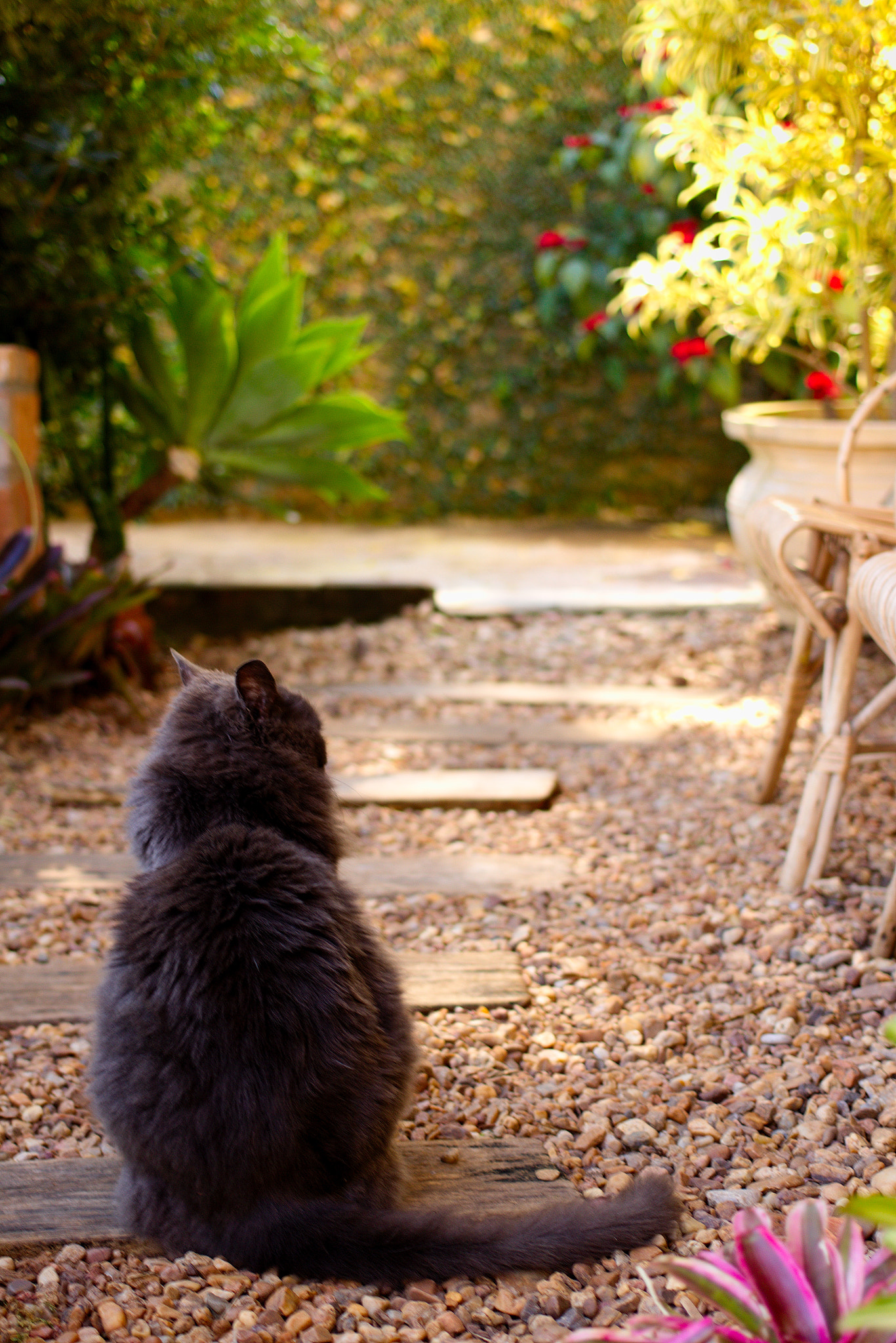 Canon EOS 100D (EOS Rebel SL1 / EOS Kiss X7) + Canon EF 40mm F2.8 STM sample photo. Cat's path photography
