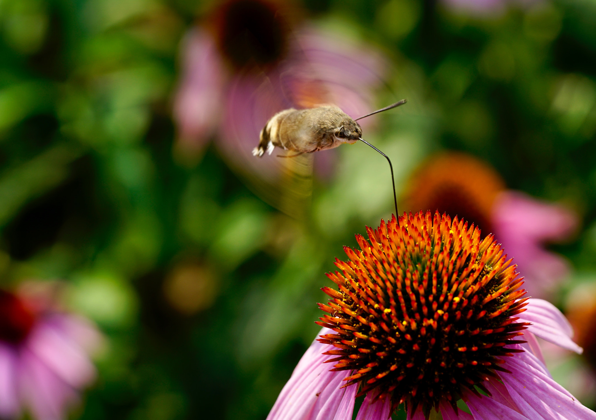 Sony FE 90mm F2.8 Macro G OSS sample photo. 蜜之甜 photography