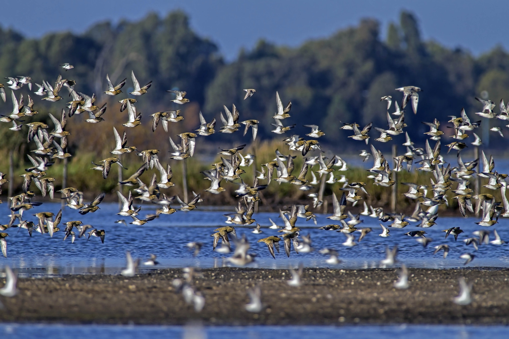 Canon EOS 7D + Canon EF 300mm f/2.8L + 1.4x sample photo. Winter light - golden plovers photography