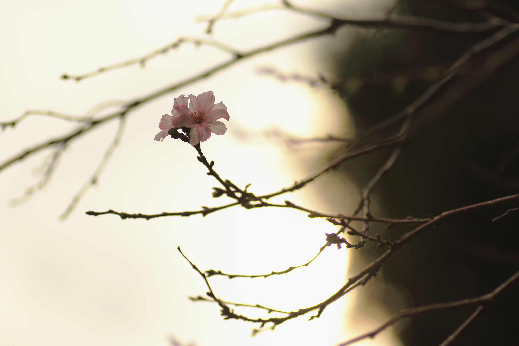 Canon EOS 7D Mark II sample photo. …十月桜。 photography