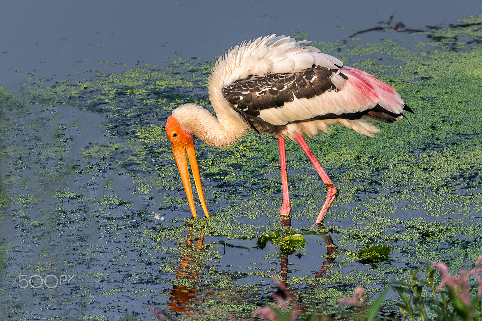 Canon EOS 600D (Rebel EOS T3i / EOS Kiss X5) + Tamron SP 150-600mm F5-6.3 Di VC USD sample photo. Painted stork photography