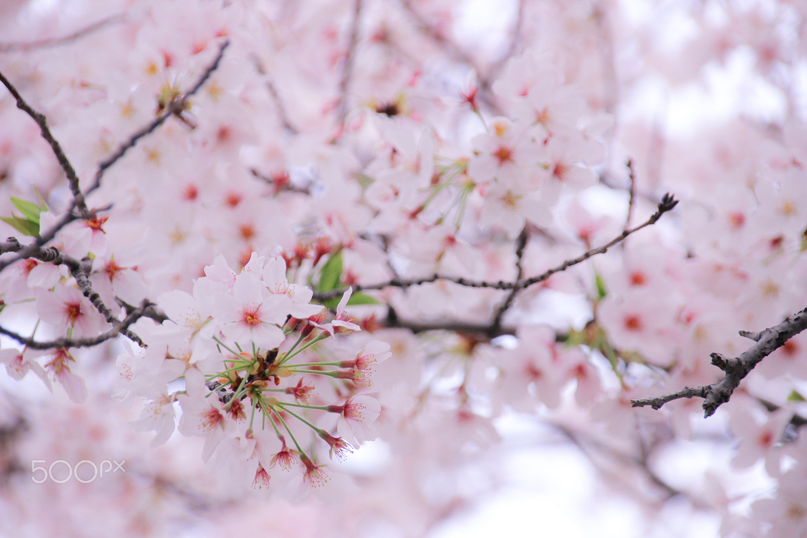 Sigma 18-250mm F3.5-6.3 DC OS HSM sample photo. Sakura photography