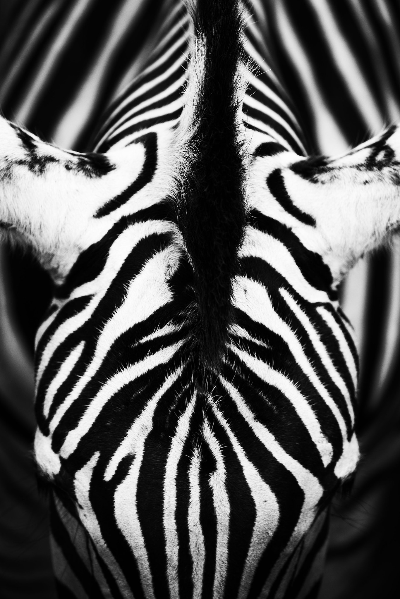 Nikon D800 + Nikon Nikkor AF-S 300mm F4E PF ED VR sample photo. Skin of an african zebra photography