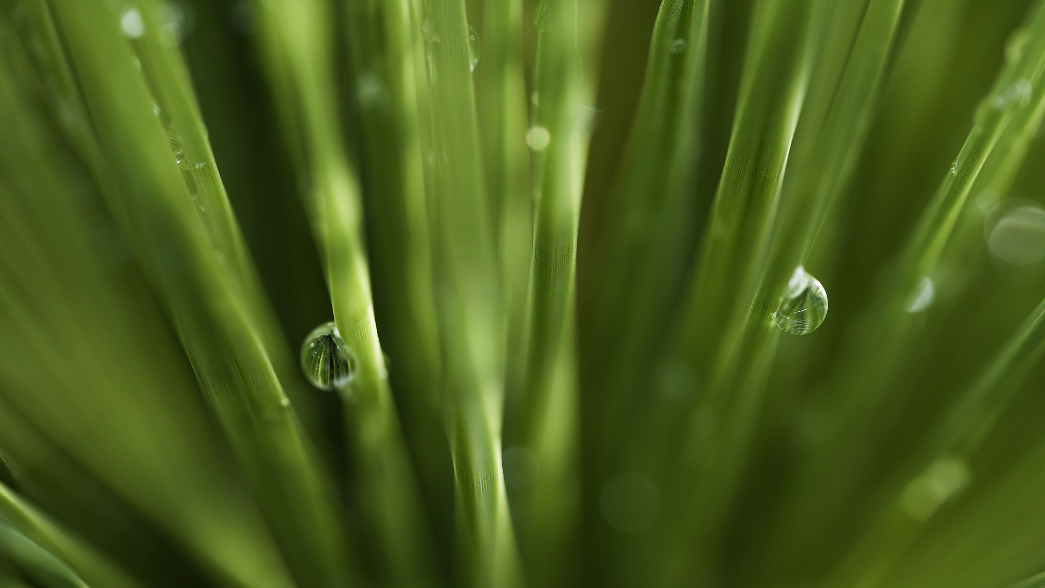 Sigma 150mm F2.8 EX DG OS Macro HSM sample photo. Grass tree detail photography
