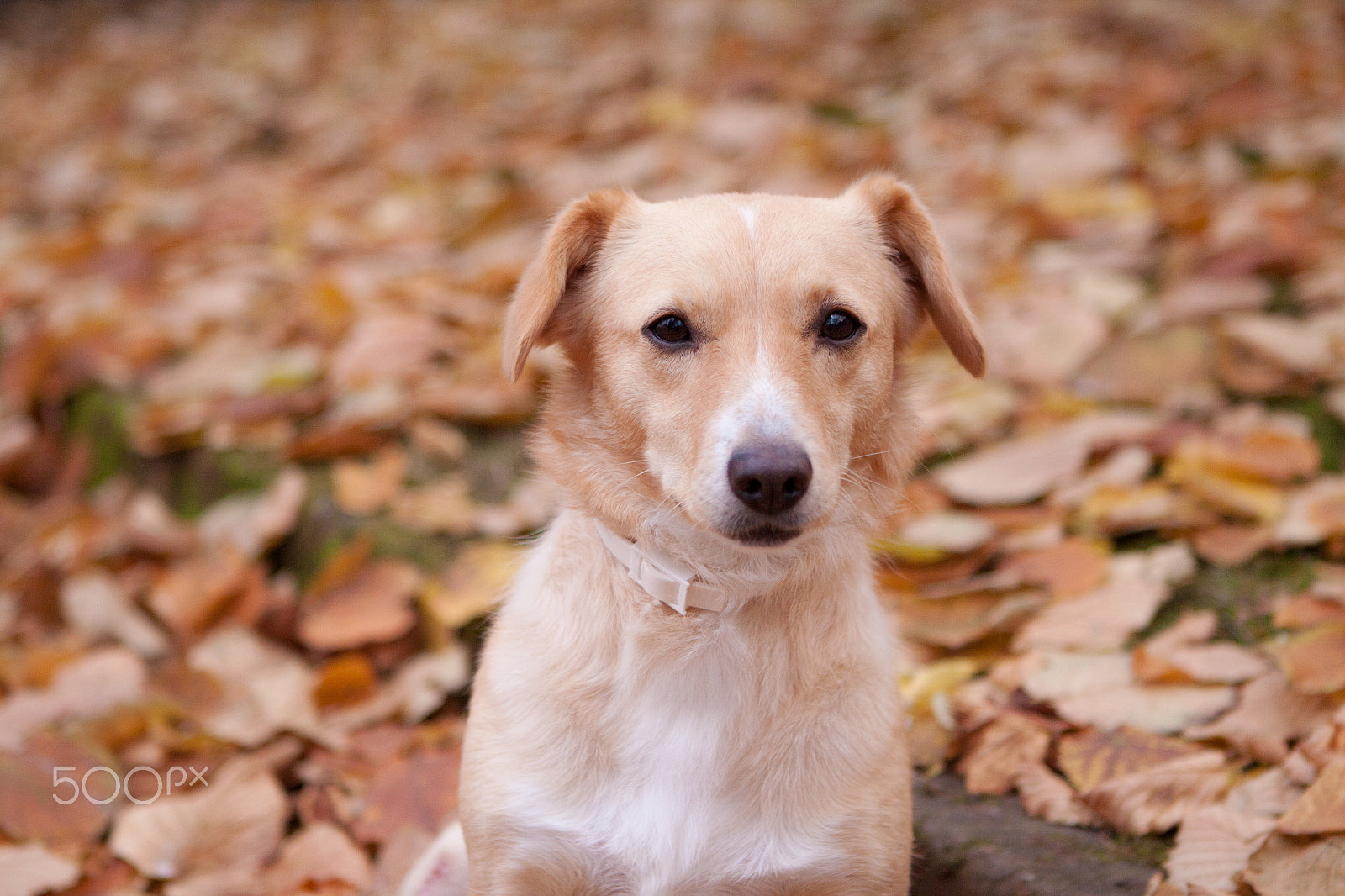 Canon EOS 50D + Canon EF 24-70mm F2.8L USM sample photo. Dog photography
