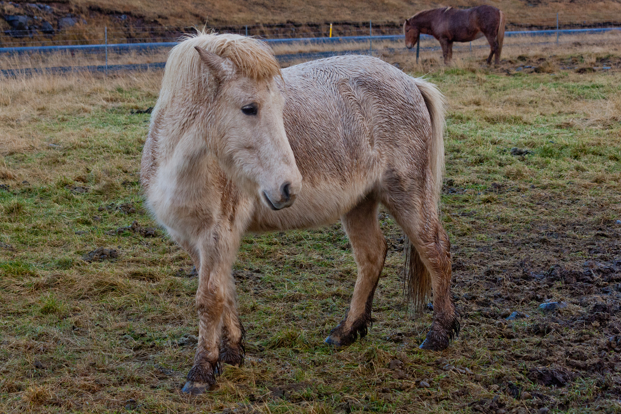 Canon EF-S 55-250mm F4-5.6 IS sample photo. Icelandic horse photography