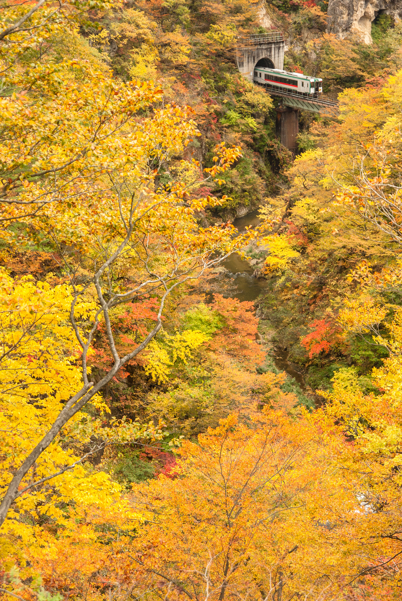 Pentax K200D sample photo. Autumn leaves photography