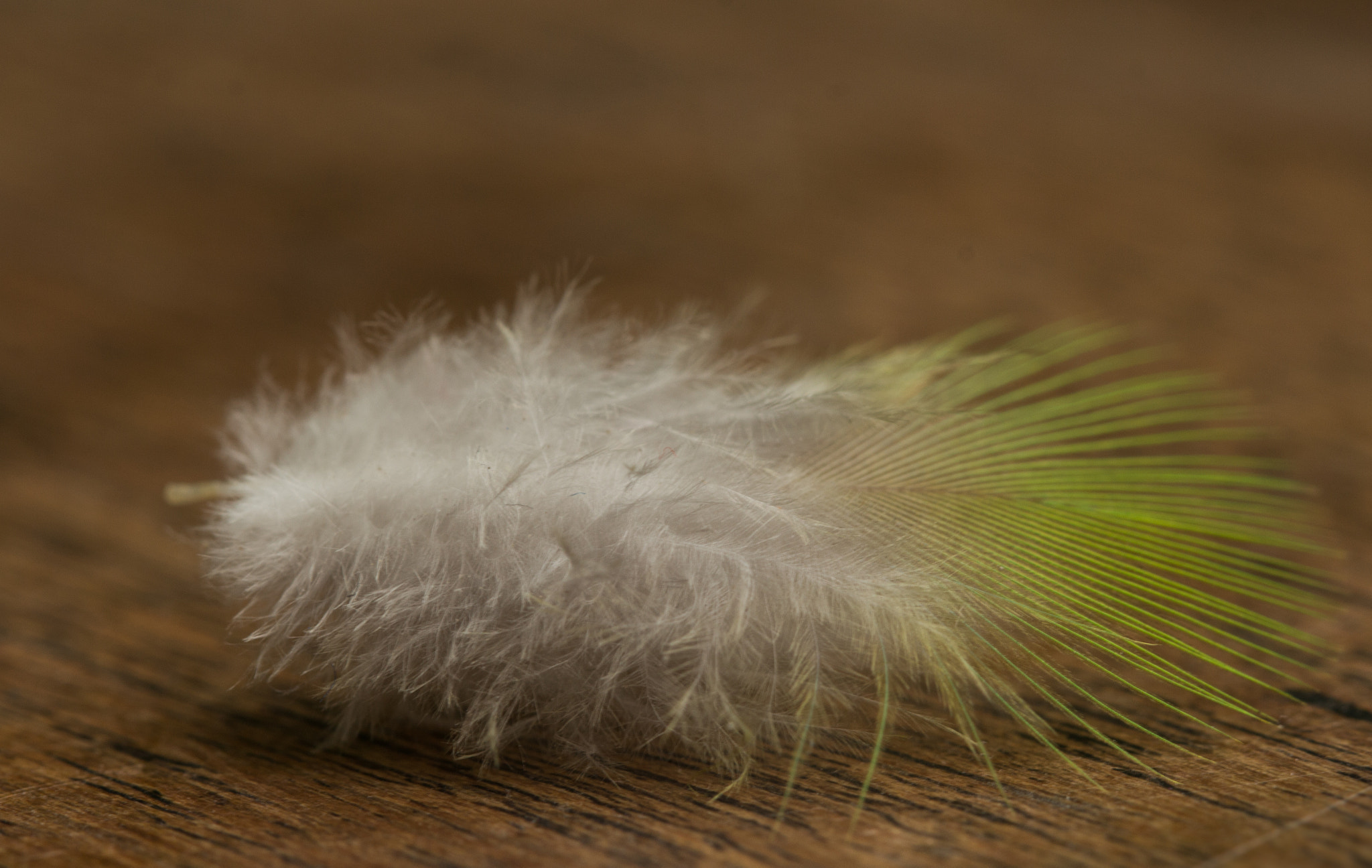 Canon EF 100mm F2.8L Macro IS USM sample photo. Plumagge photography