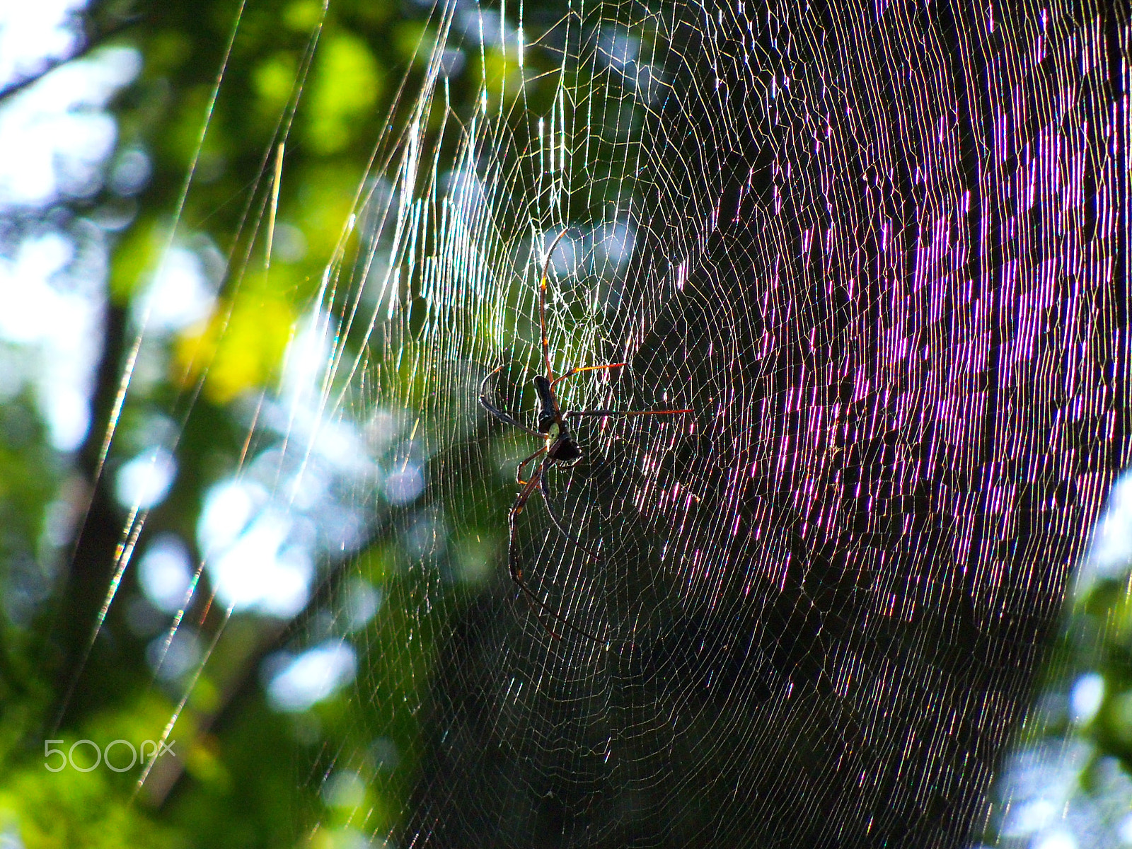 Kodak EasyShare Z915 sample photo. Spider web photography