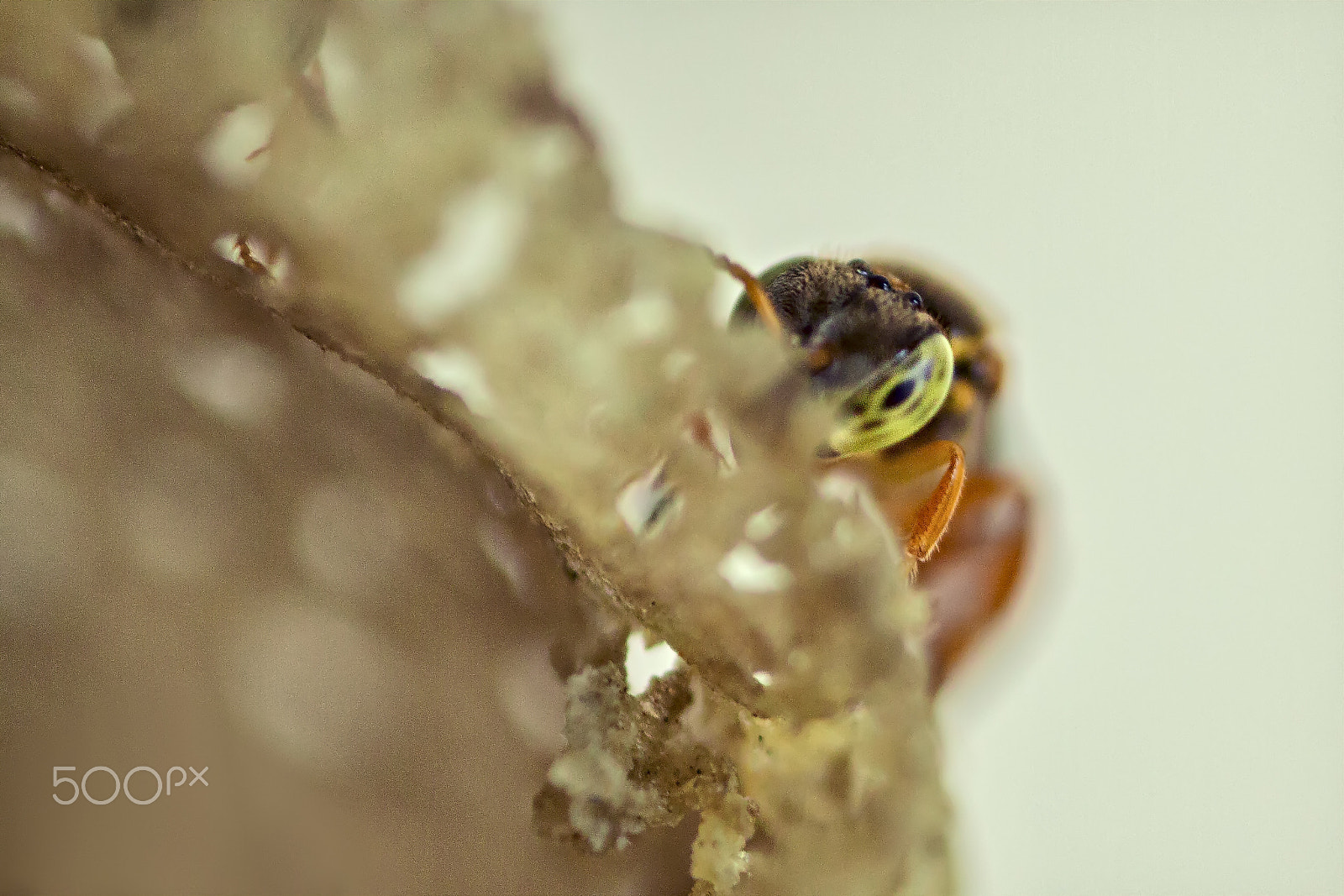 Canon MP-E 65mm F2.5 1-5x Macro Photo sample photo. Abelha curiosa photography