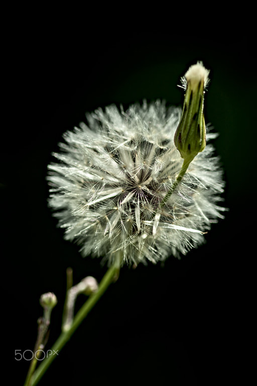 Canon EF 100mm F2.8 Macro USM sample photo. Dente  de leao photography