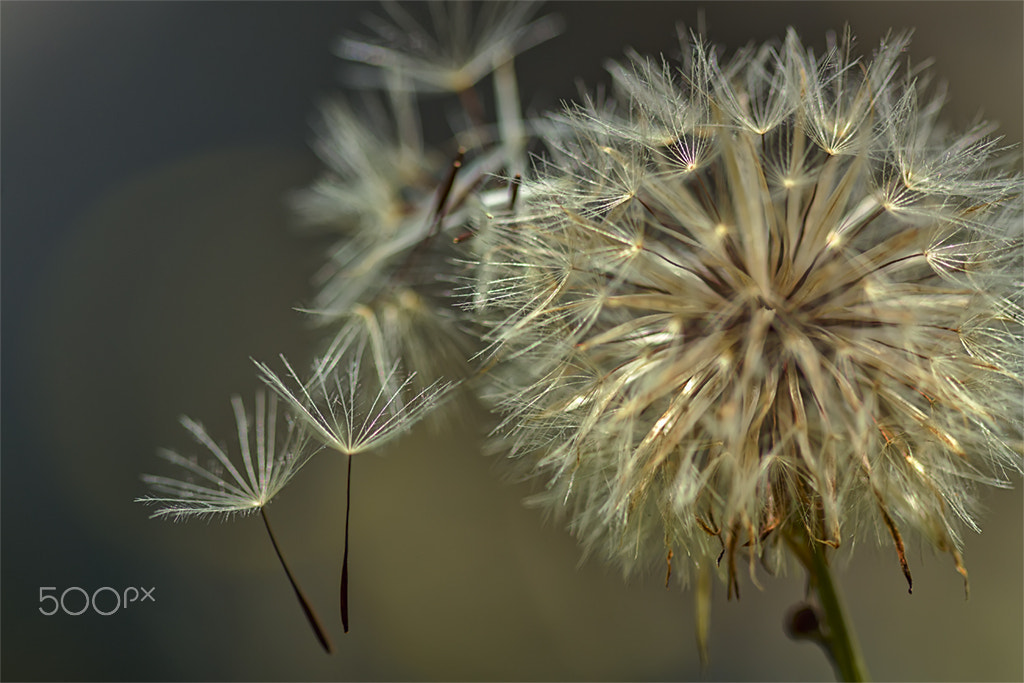 Canon EF 100mm F2.8 Macro USM sample photo. Dente de leao ao vento photography