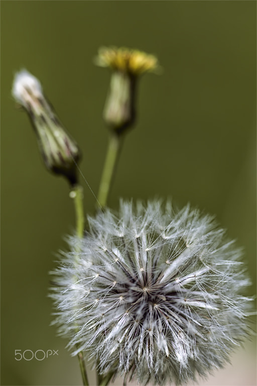 Canon EF 100mm F2.8 Macro USM sample photo. Dente de leao  em tres fases photography