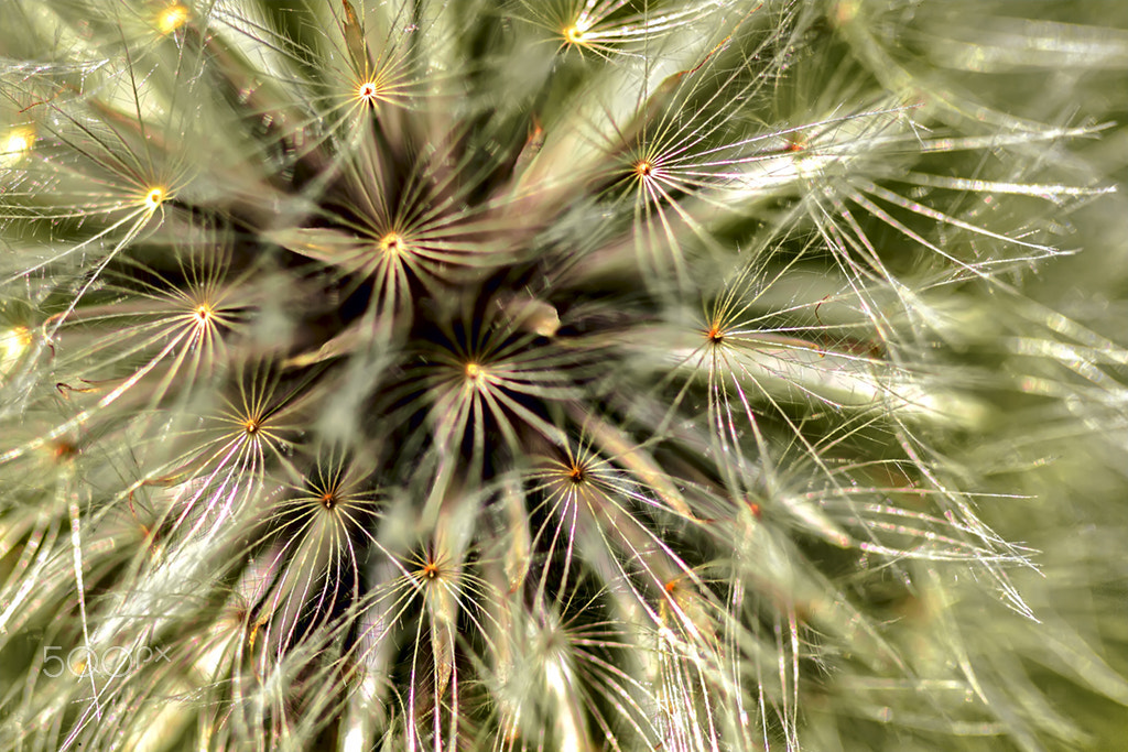 Canon EF 100mm F2.8 Macro USM sample photo. Detalhes de umdente de leao photography