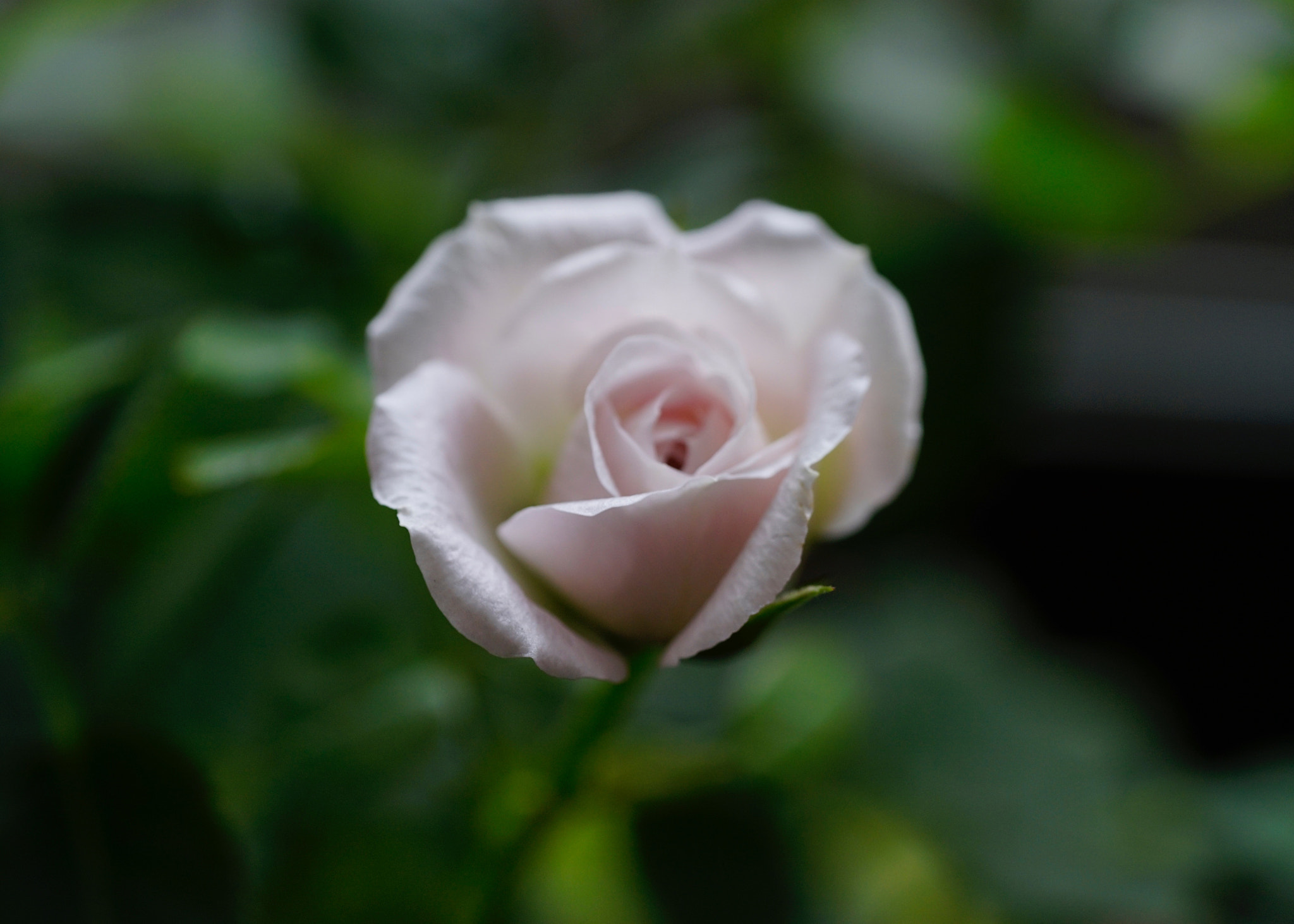 Sony FE 90mm F2.8 Macro G OSS sample photo. 白衣仙子 photography