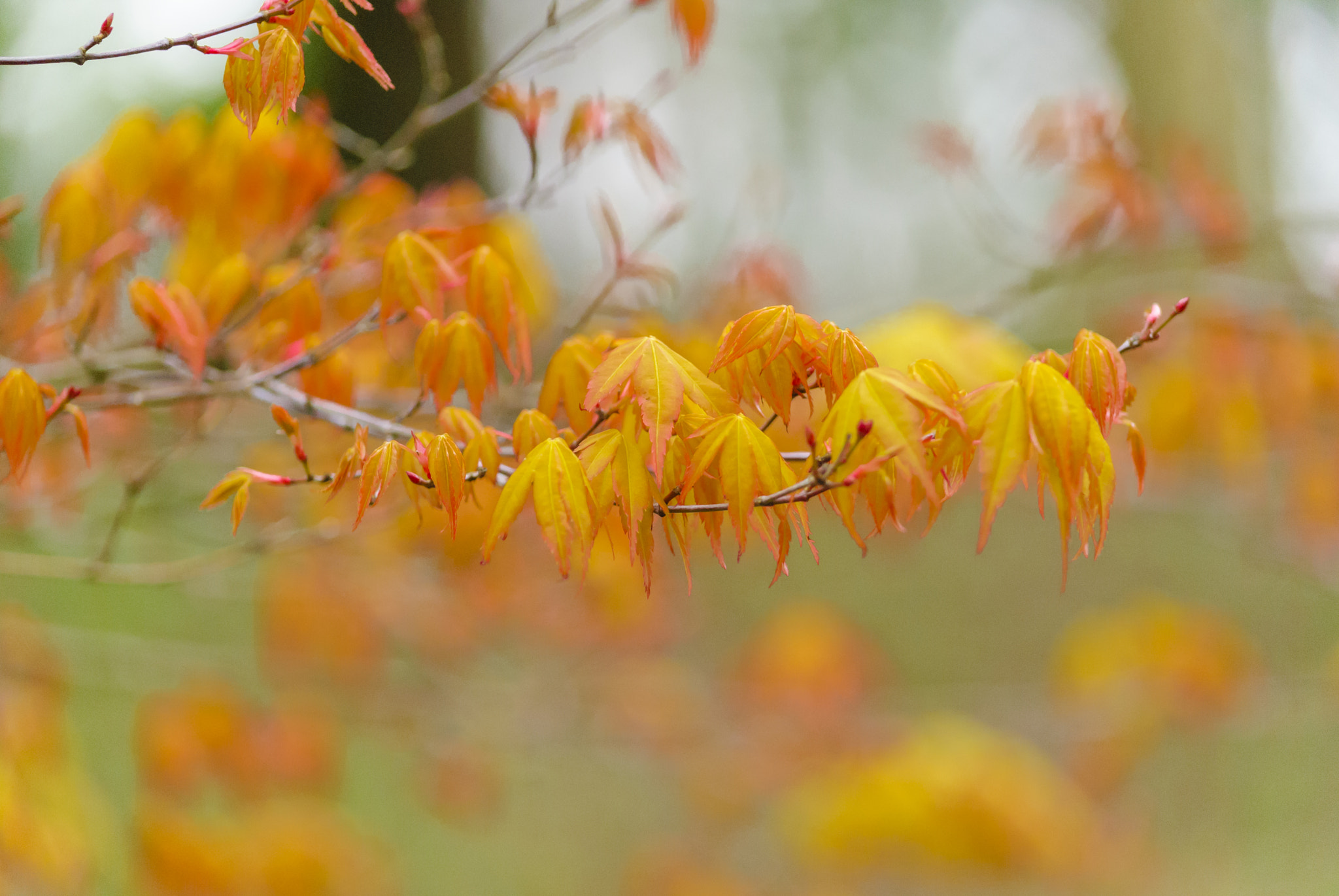 Nikon D3000 sample photo. New autumn photography