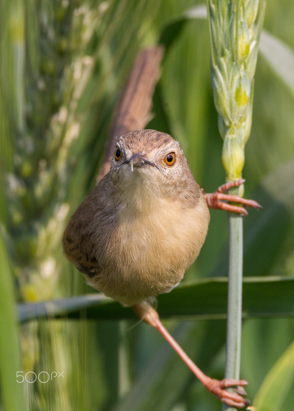 Canon EOS-1D Mark IV sample photo. Plain prinia photography