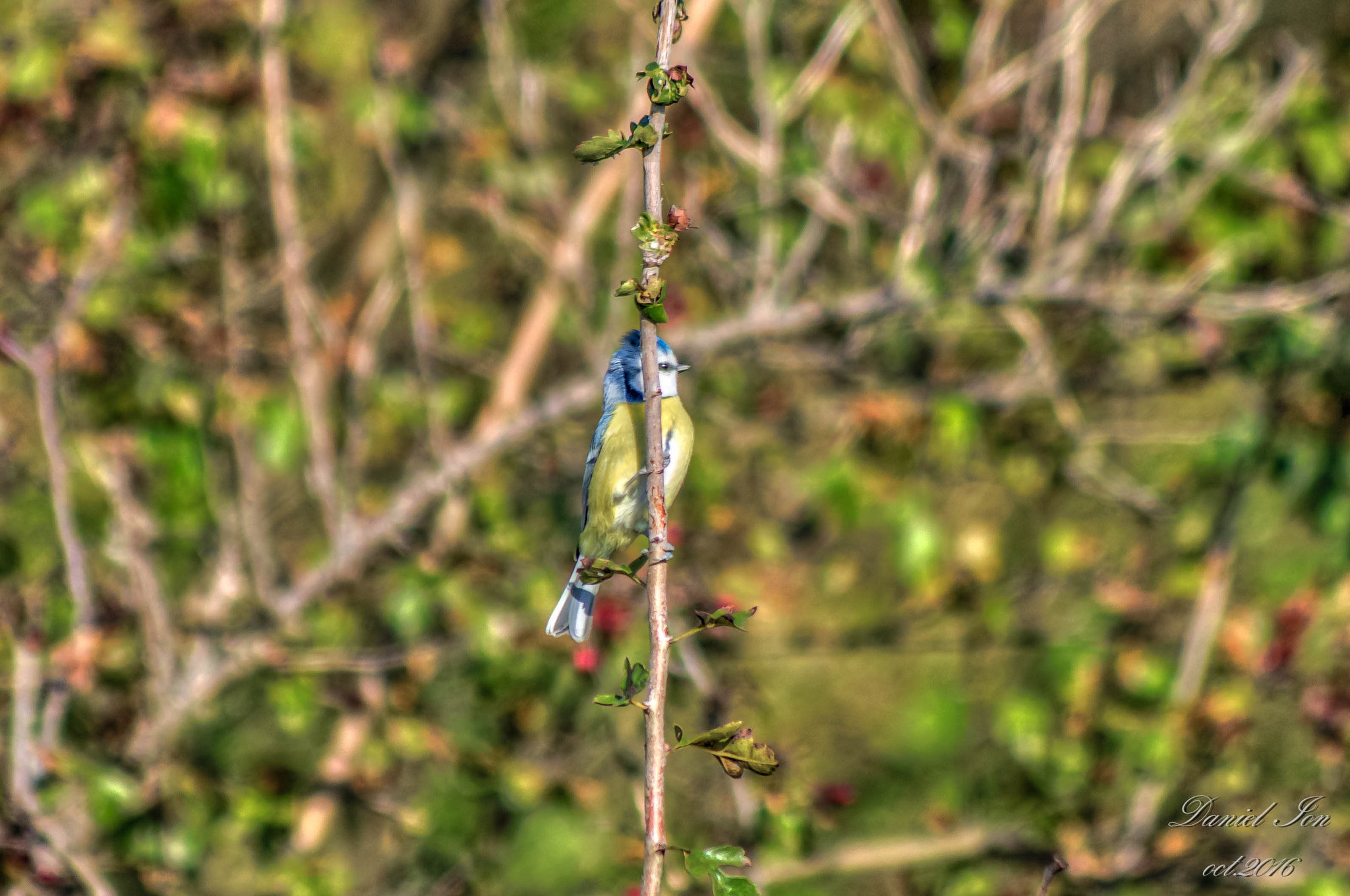 Pentax K-x sample photo. Parus caeruleus photography