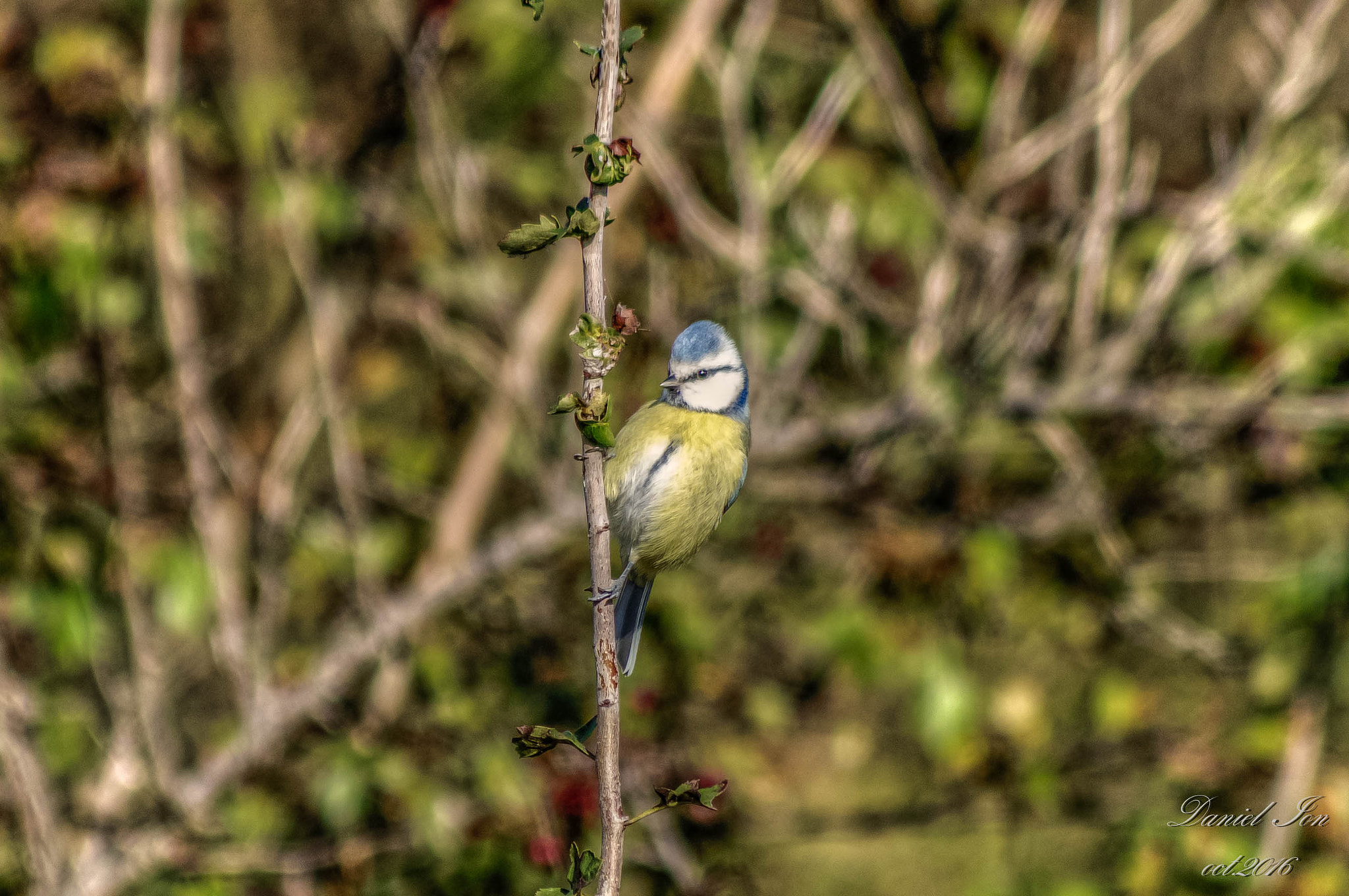 smc PENTAX-FA 80-320mm F4.5-5.6 sample photo. Parus caeruleus photography