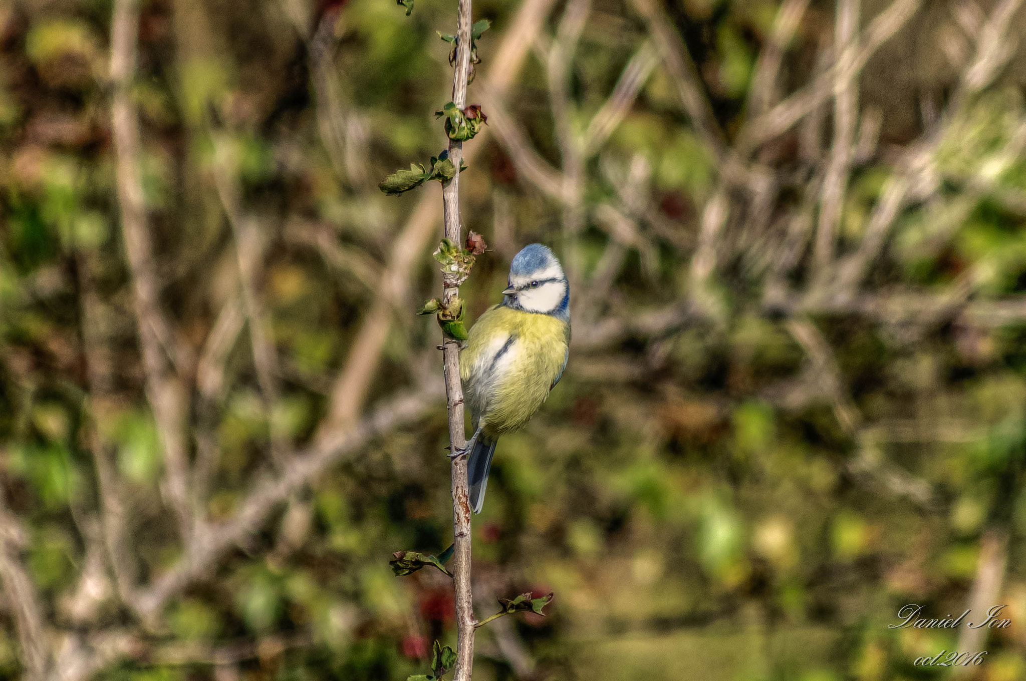 Pentax K-x + smc PENTAX-FA 80-320mm F4.5-5.6 sample photo. Parus caeruleus photography