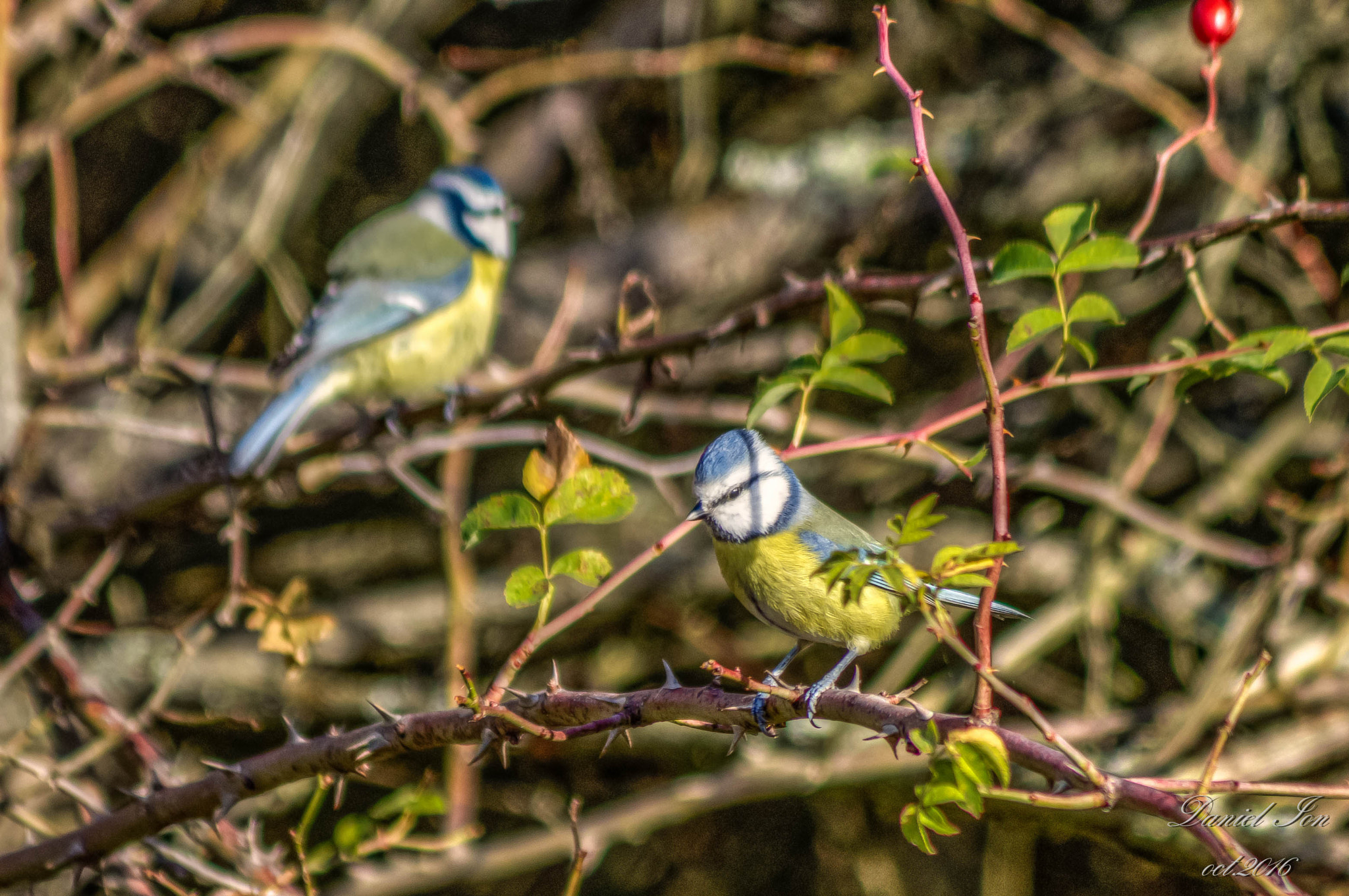 Pentax K-x + smc PENTAX-FA 80-320mm F4.5-5.6 sample photo. Parus caeruleus photography