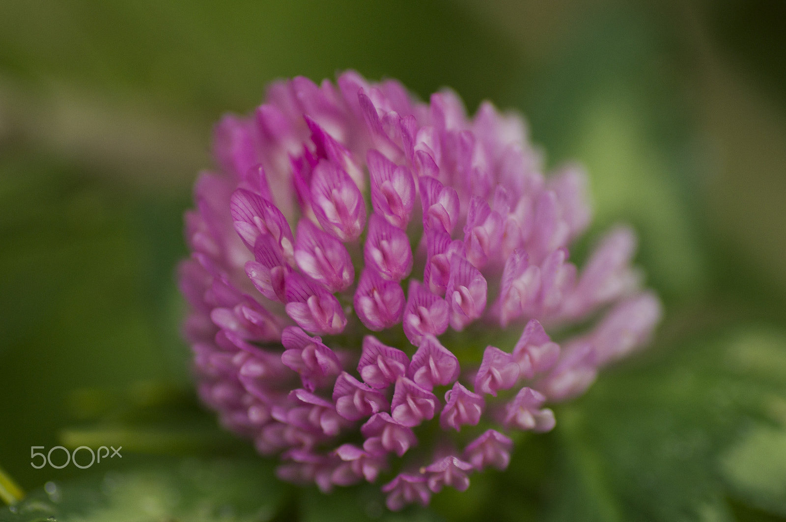 Sony SLT-A55 (SLT-A55V) + Tamron SP AF 90mm F2.8 Di Macro sample photo. All as one photography