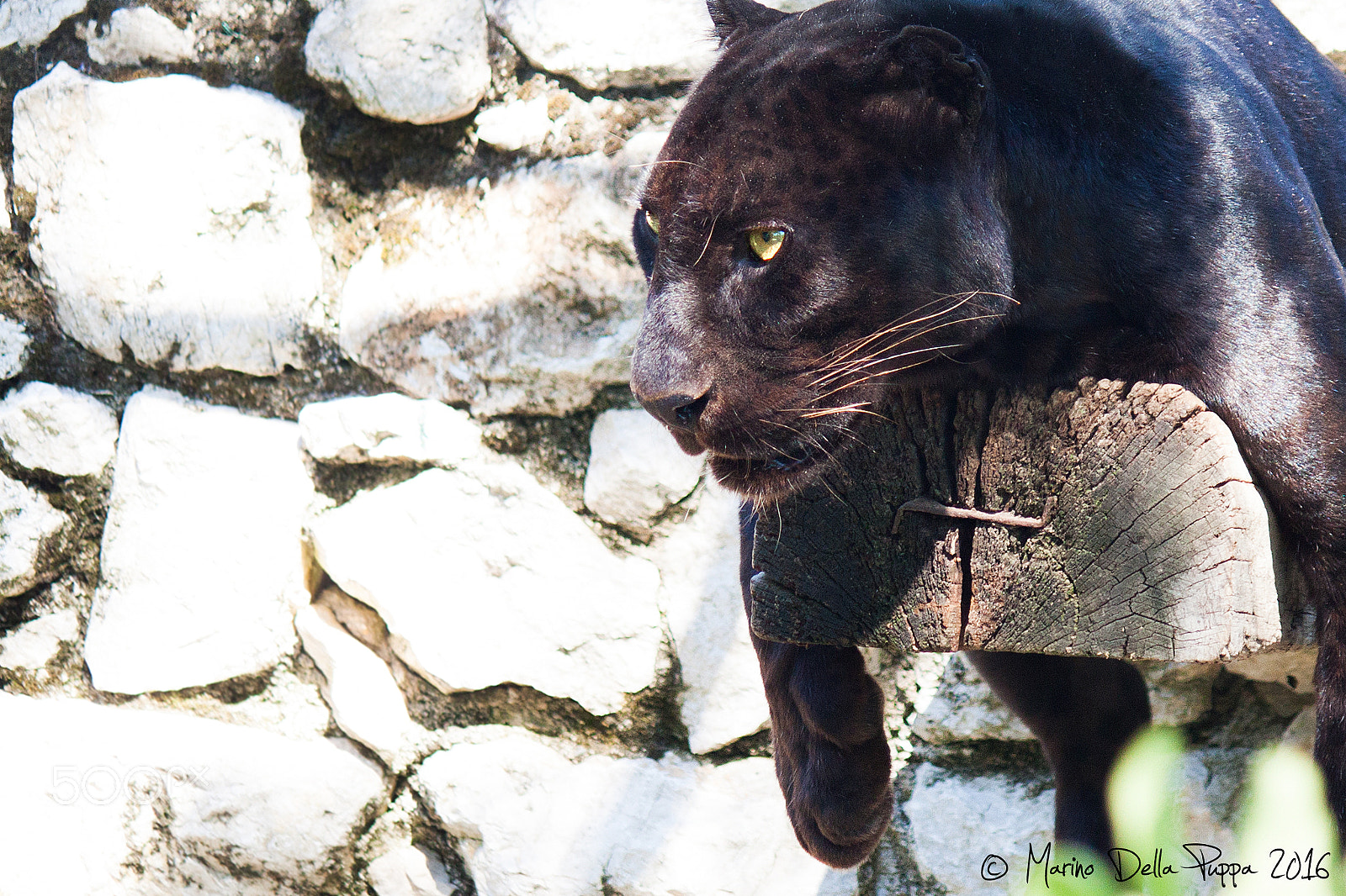 Canon EF-S 55-250mm F4-5.6 IS II sample photo. Big cat photography