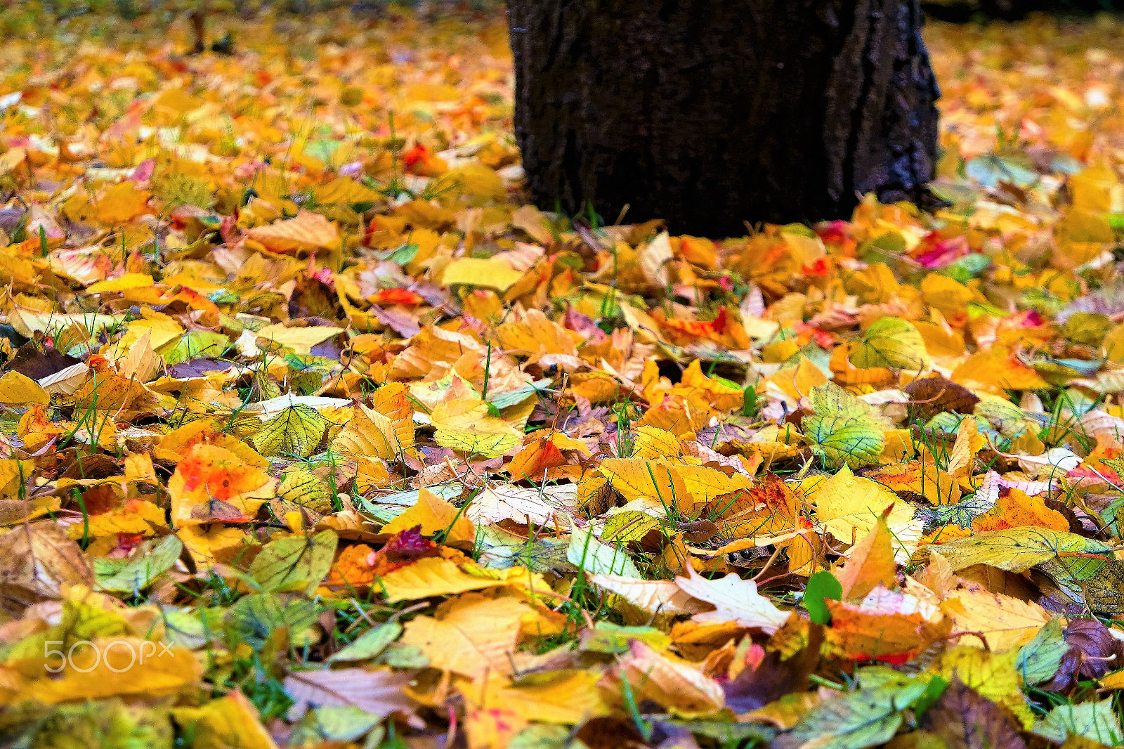 Samsung NX 16-50mm F3.5-5.6 Power Zoom ED OIS sample photo. Herbst... photography