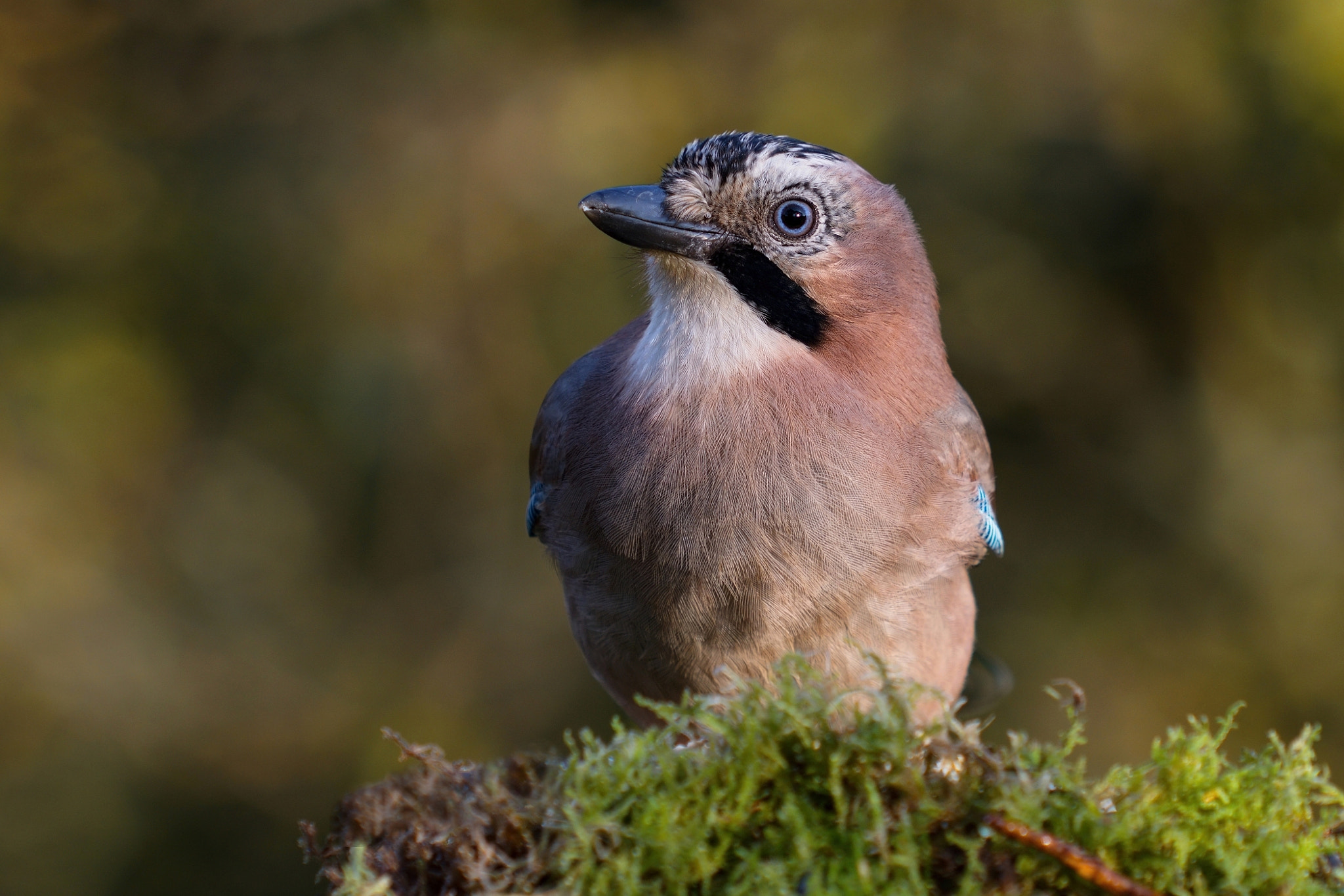 Sigma 70-200mm F2.8 EX DG Macro HSM II sample photo. Jay photography