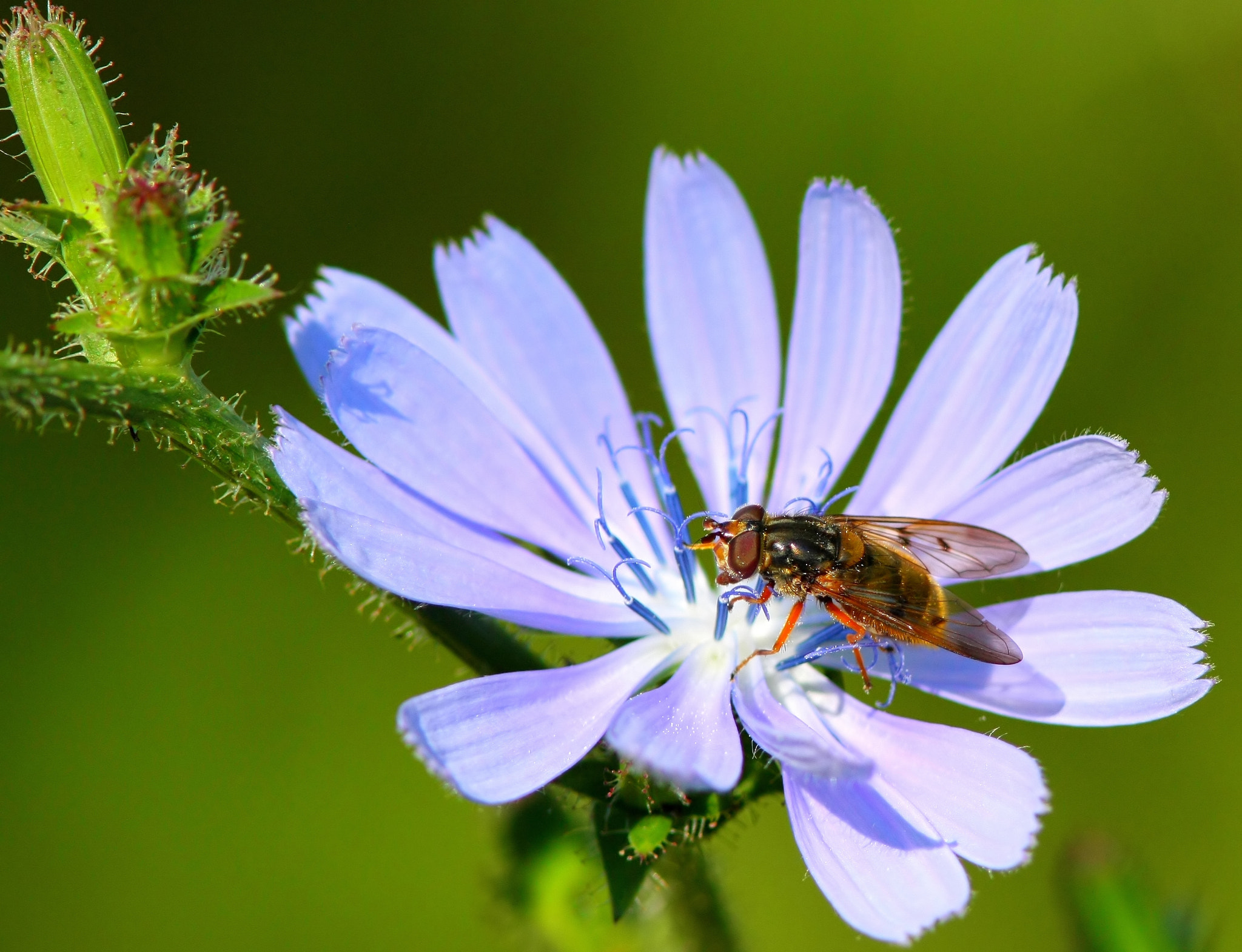 Canon EOS 40D + Canon EF 300mm F4L IS USM sample photo. The fly, the flower and the pollen.... photography