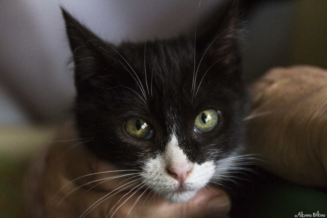 Canon EF 24-70mm F4L IS USM sample photo. Gato photography