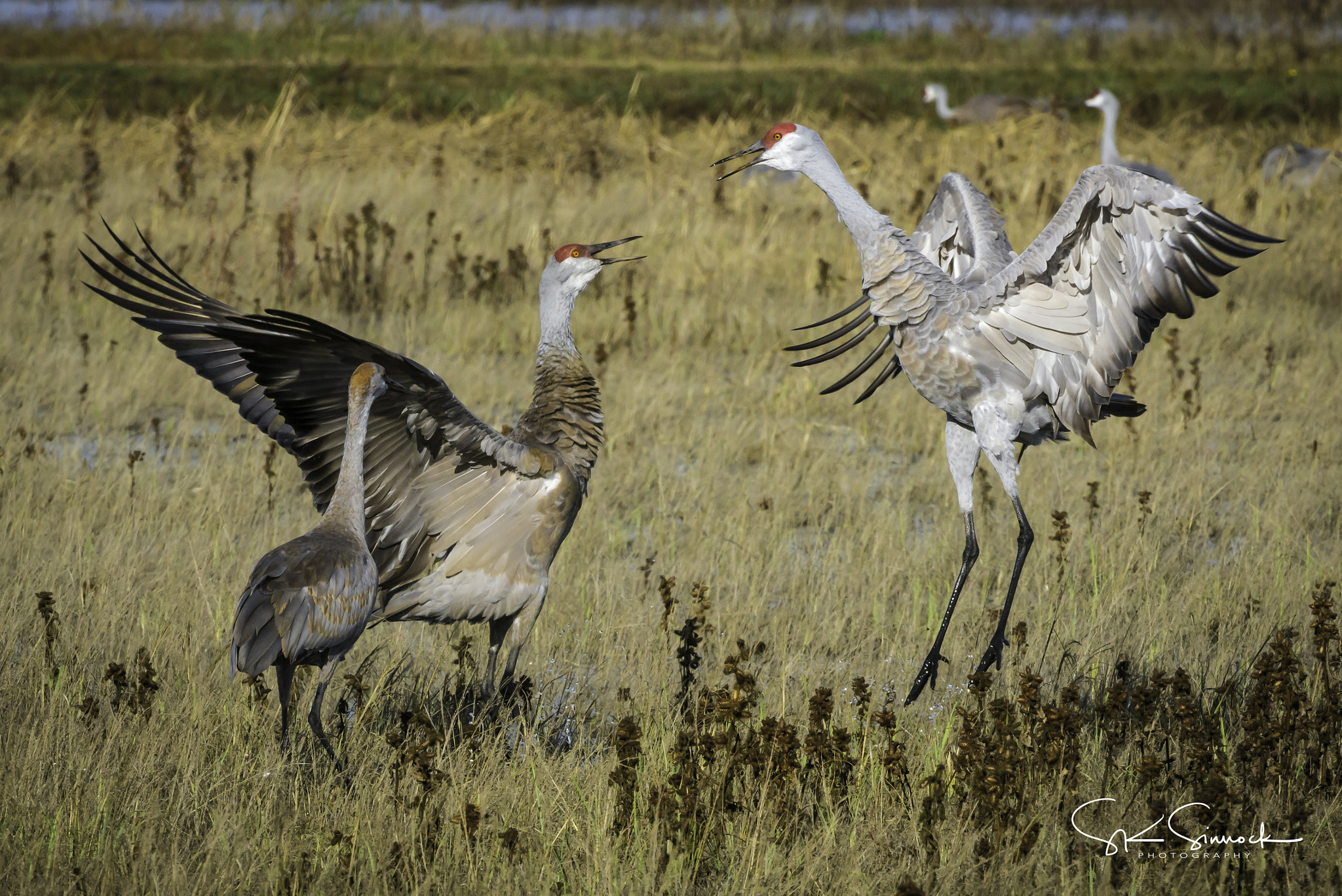 Nikon D800 sample photo. Sandhill cranes photography
