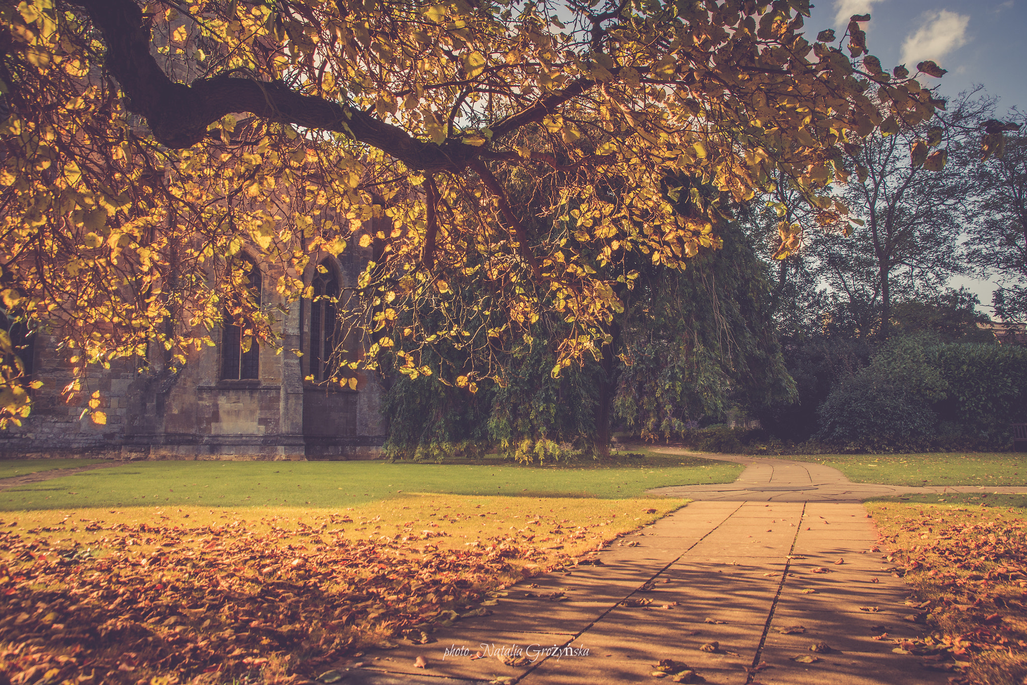 Nikon D7200 + Sigma 18-200mm F3.5-6.3 DC sample photo. Golden autumn leaves photography