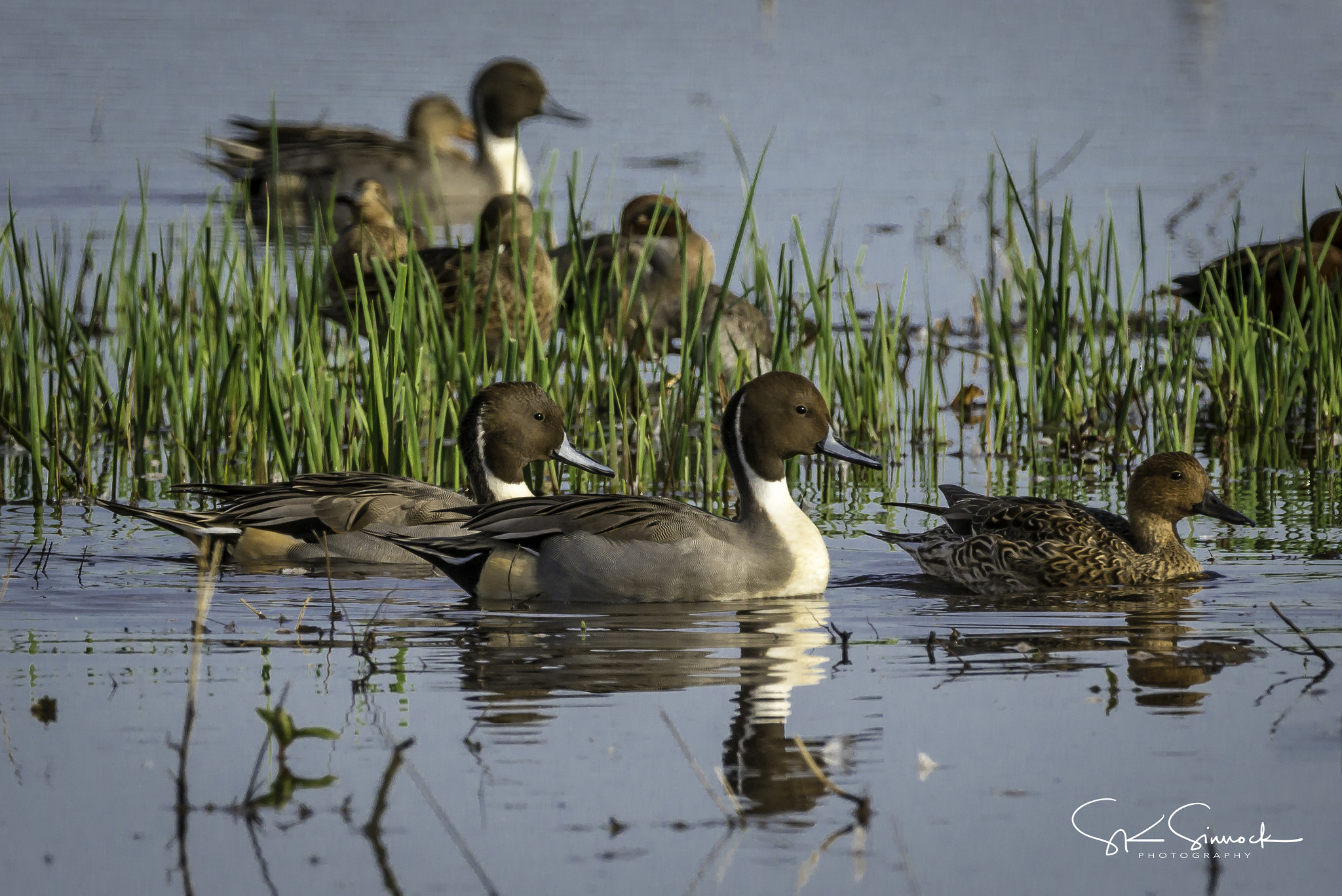 Nikon D800 sample photo. Northern pintails photography